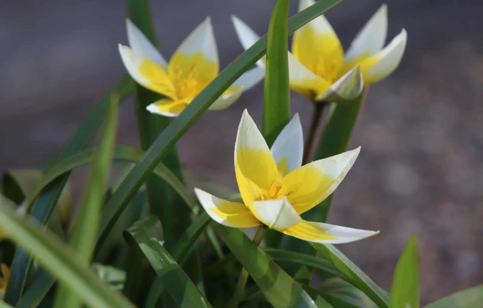 Botanical Tulip (Tulipa Turkestanica) — "Tulipa turkestanica" boasts multiple flowers per stem (up to 12); it\'s also an ideal choice for, image 177