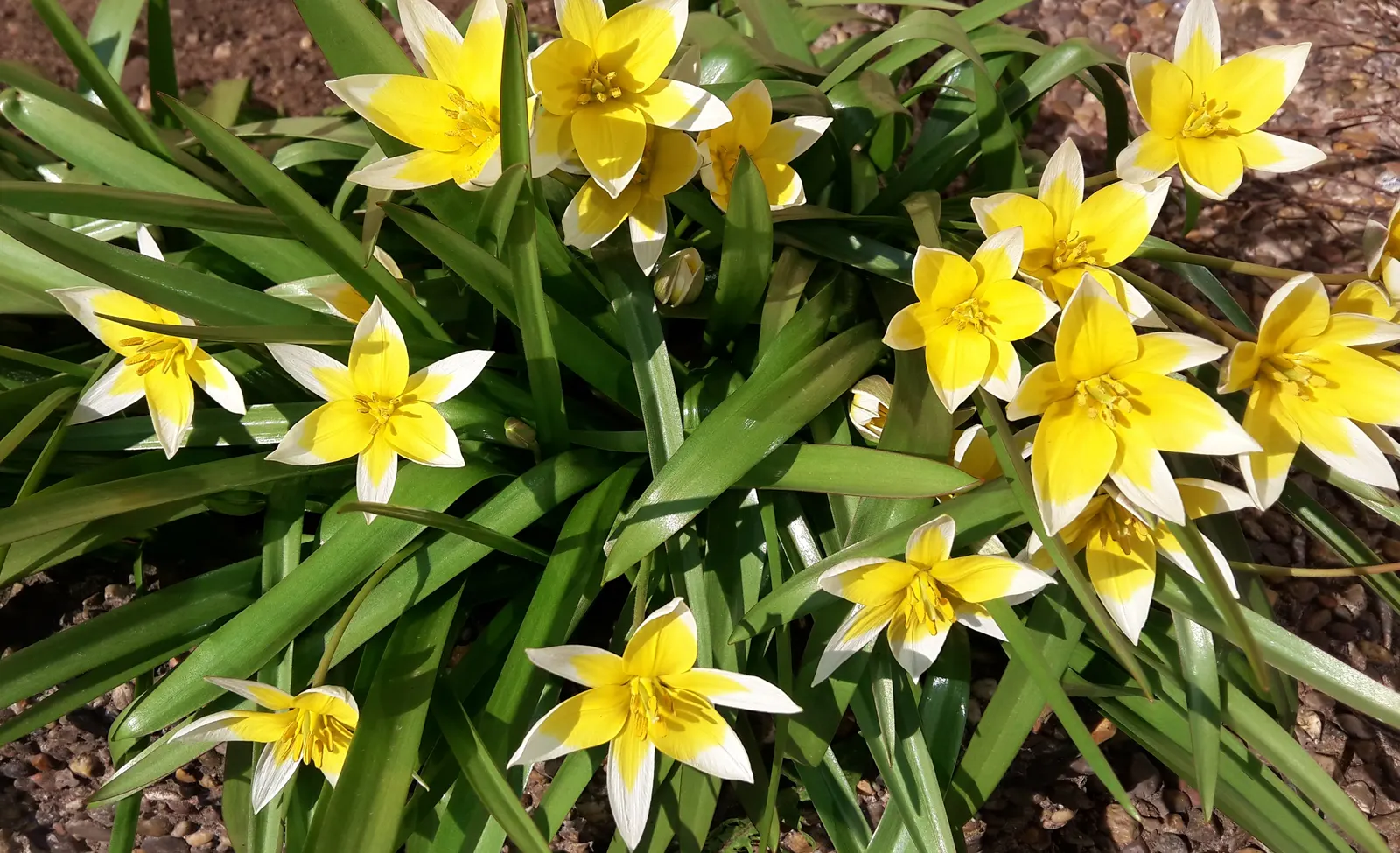 Botanical Tulip (Tulipa Turkestanica) — adorned with a yellow base; lending a touch of wild beauty to the cultivated garden landscape, image 179