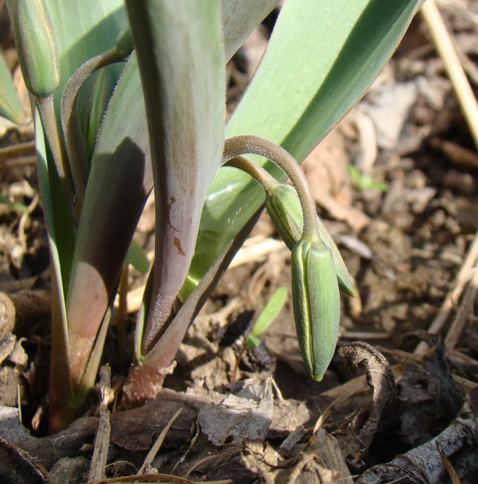 Botanical Tulip (Tulipa Turkestanica) — white and yellow flowers in the garden; thriving in USDA hardiness zones 3-8
