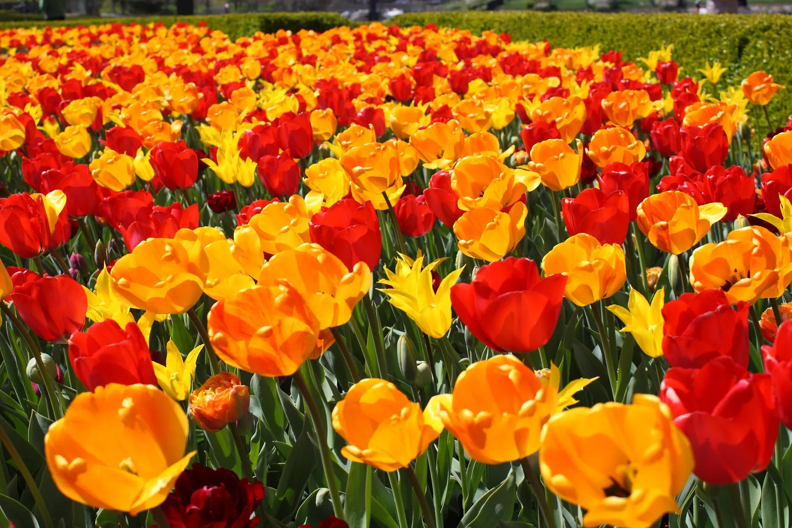 Botanical Tulip (Tulipa Turkestanica) — thriving in USDA hardiness zones 3-8; this diminutive tulip requires a well-drained soil medium that mimics, image 118