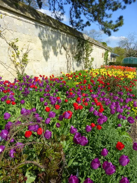 Botanical Tulip (Tulipa Turkestanica) — adorned with a yellow base; lending a touch of wild beauty to the cultivated garden landscape, image 152