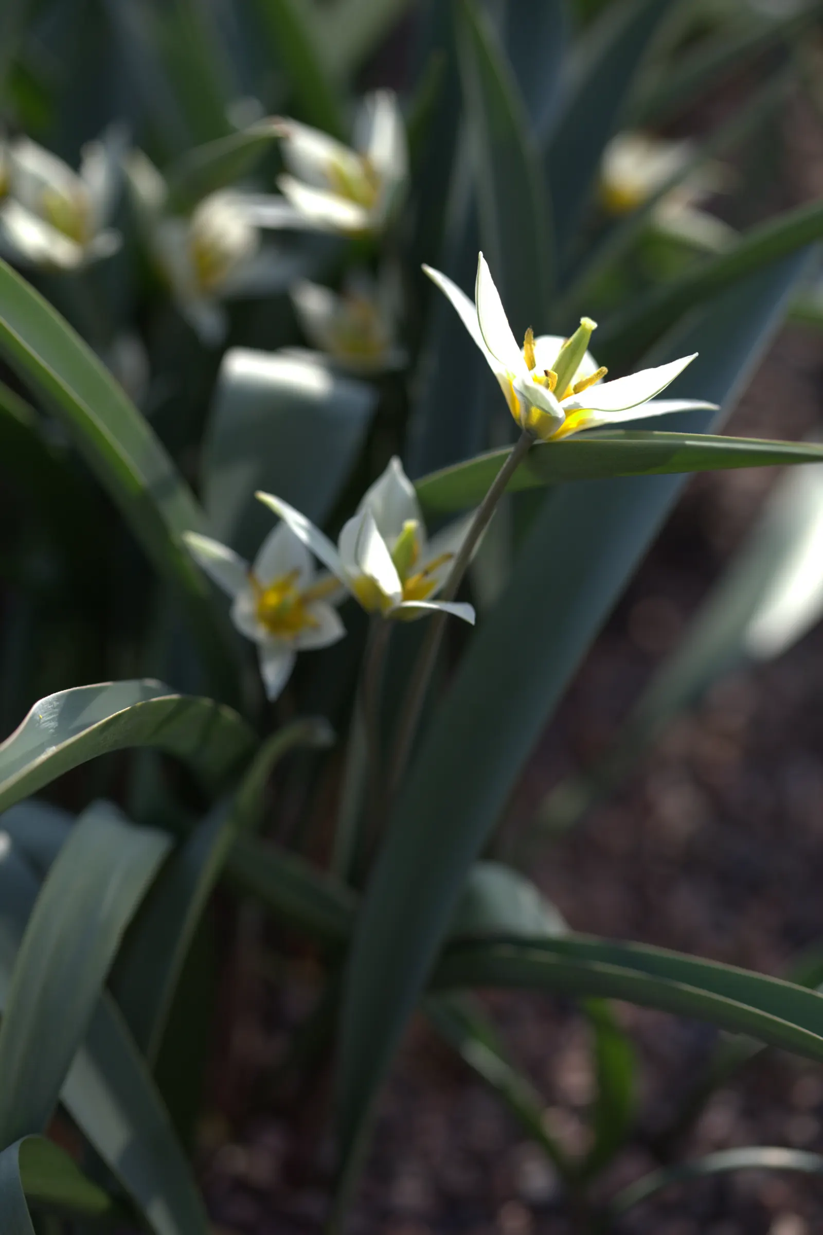 Botanical Tulip (Tulipa Turkestanica) — This diminutive species reaches a mere 4-10 inches in height; and is particularly suited to rock gardens, image 137