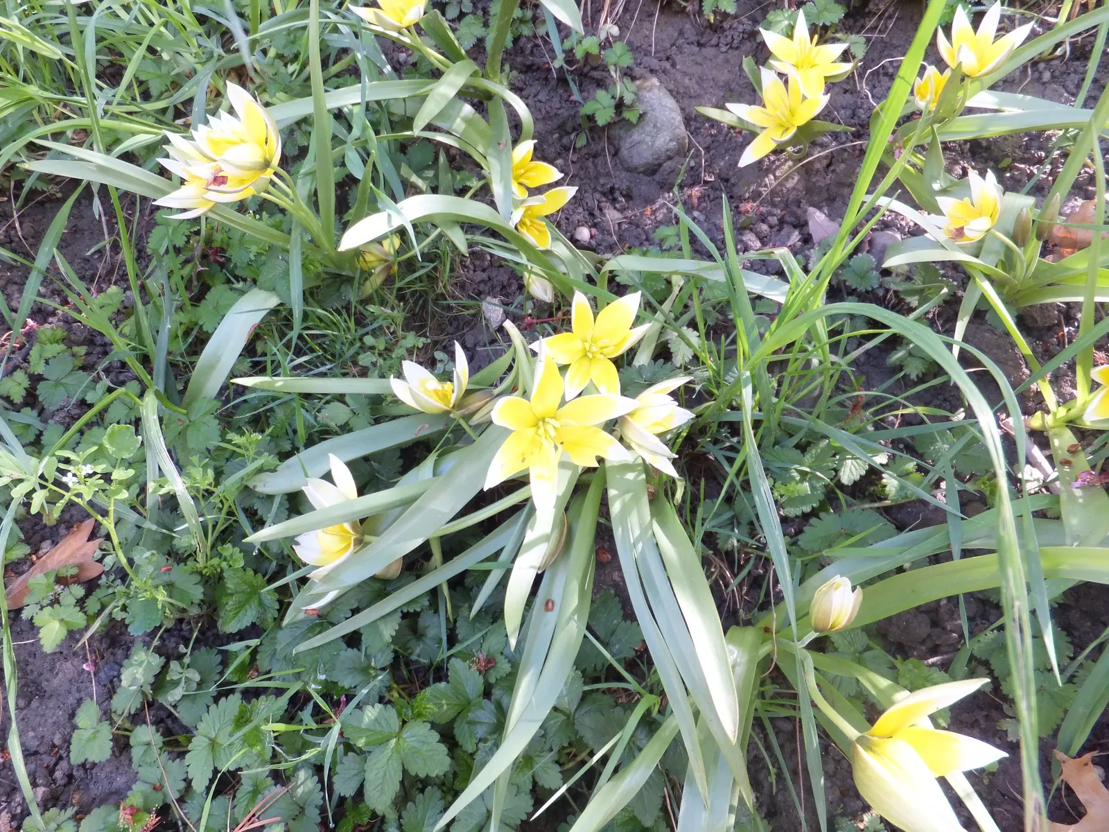 Botanical Tulip (Tulipa Turkestanica) — and naturalized areas.<br><br>Growing to an approximate height of 6-10 inches; bulb for full or half, image 66