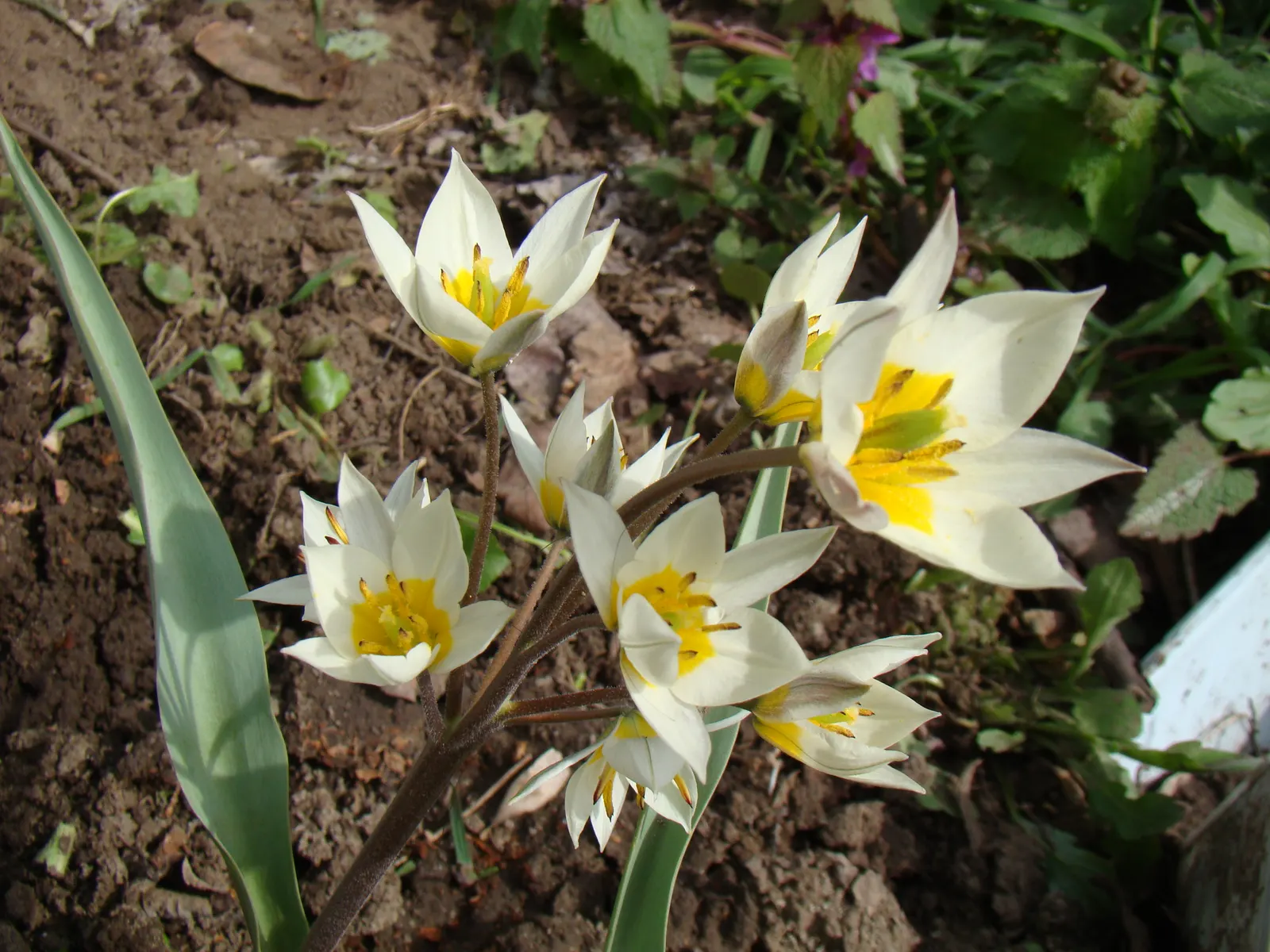 Botanical Tulip (Tulipa Turkestanica) — making it an excellent selection for areas where such pests are a concern