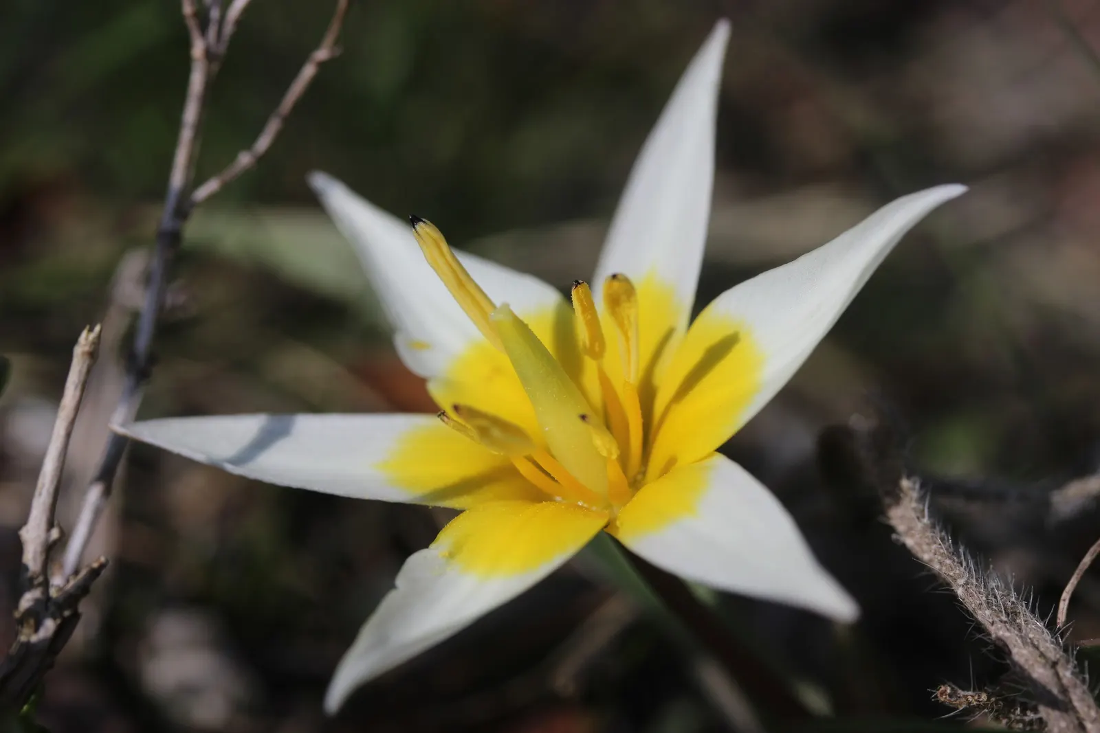 Botanical Tulip (Tulipa Turkestanica) — Thrives in full sun to partial shade, requiring well-drained soil; white and yellow flowers in the garden, image 139