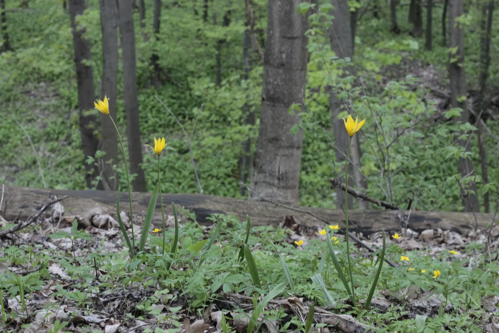 Botanical Tulip (Tulipa Turkestanica) — bulb with white and yellow blooms; adorned with a yellow base