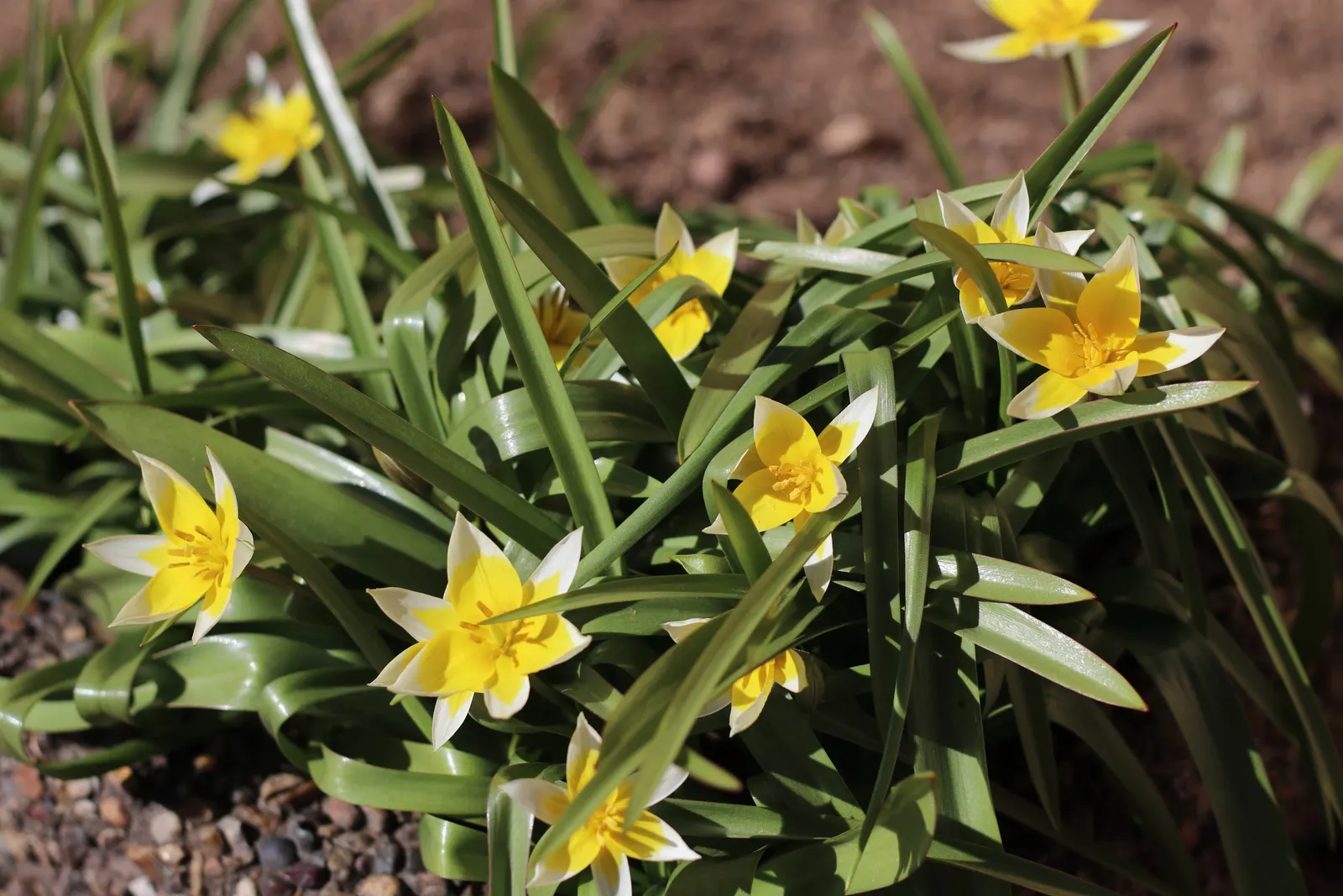 Botanical Tulip (Tulipa Turkestanica) — Tulipa turkestanica, or Botanical Tulip, is a delightful spring perennial, thriving in USDA zones 3-8; thrives in full