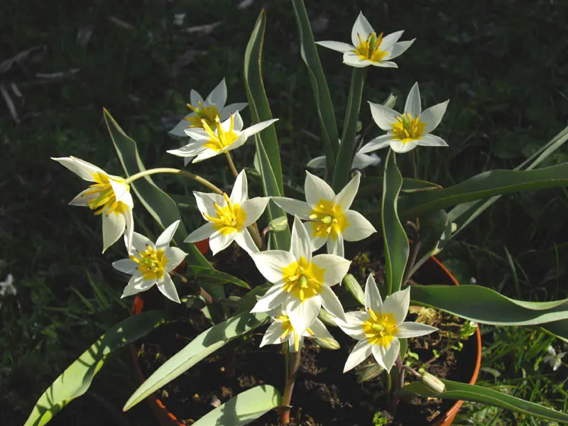 Botanical Tulip (Tulipa Turkestanica) — Tulipa turkestanica, or Botanical Tulip, is a delightful spring perennial, thriving in USDA zones 3-8, image 190
