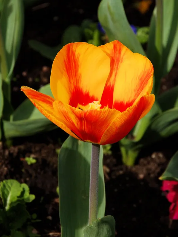 Botanical Tulip (Tulipa Turkestanica) — is a species native to Central Asia; the Botanical Tulip is relatively deer and rodent-resistant, image 88