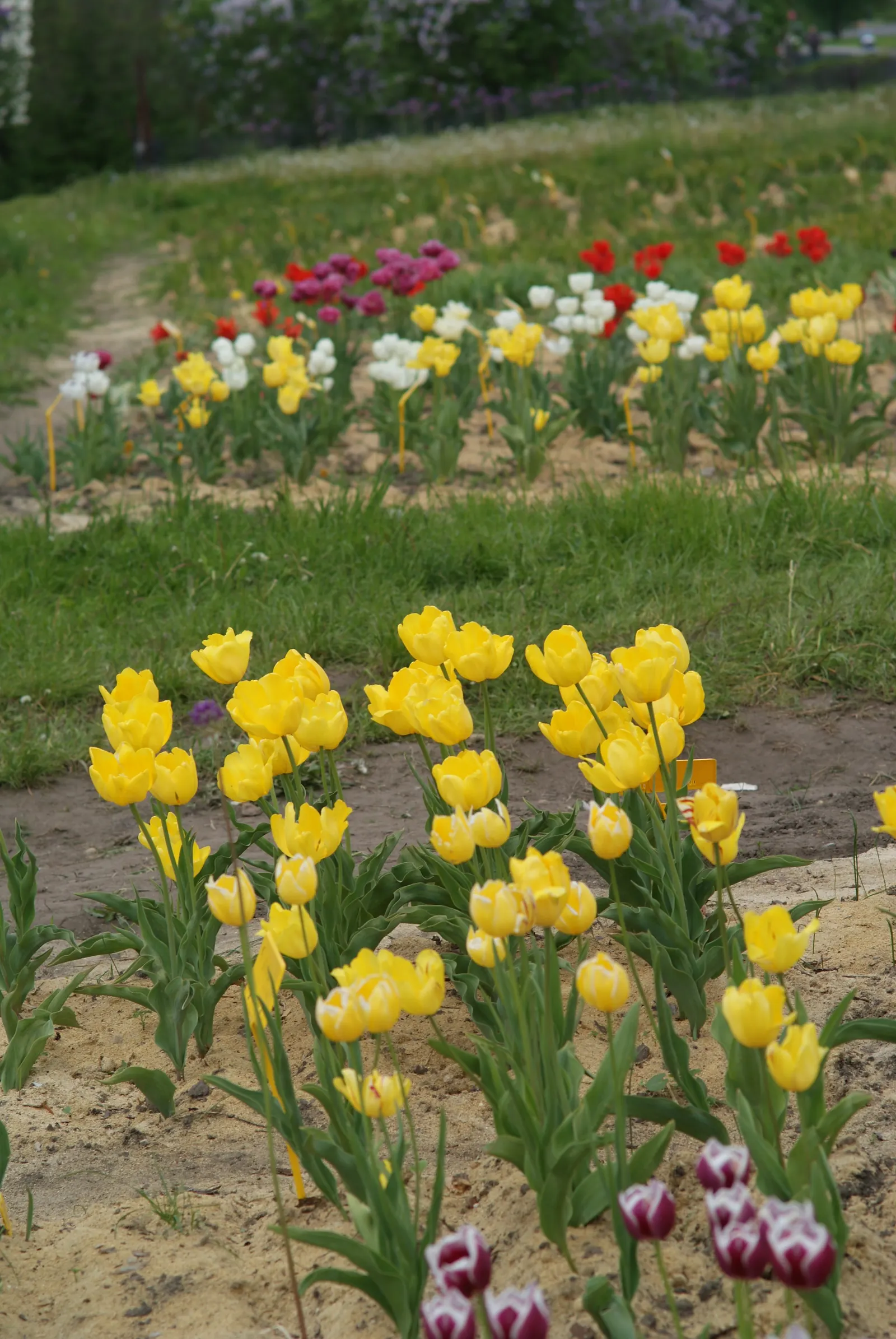 Botanical Tulip (Tulipa Turkestanica) — almost untamed look within their cultivated space; each flower measuring about 1.5-2 inches in diameter, image 130