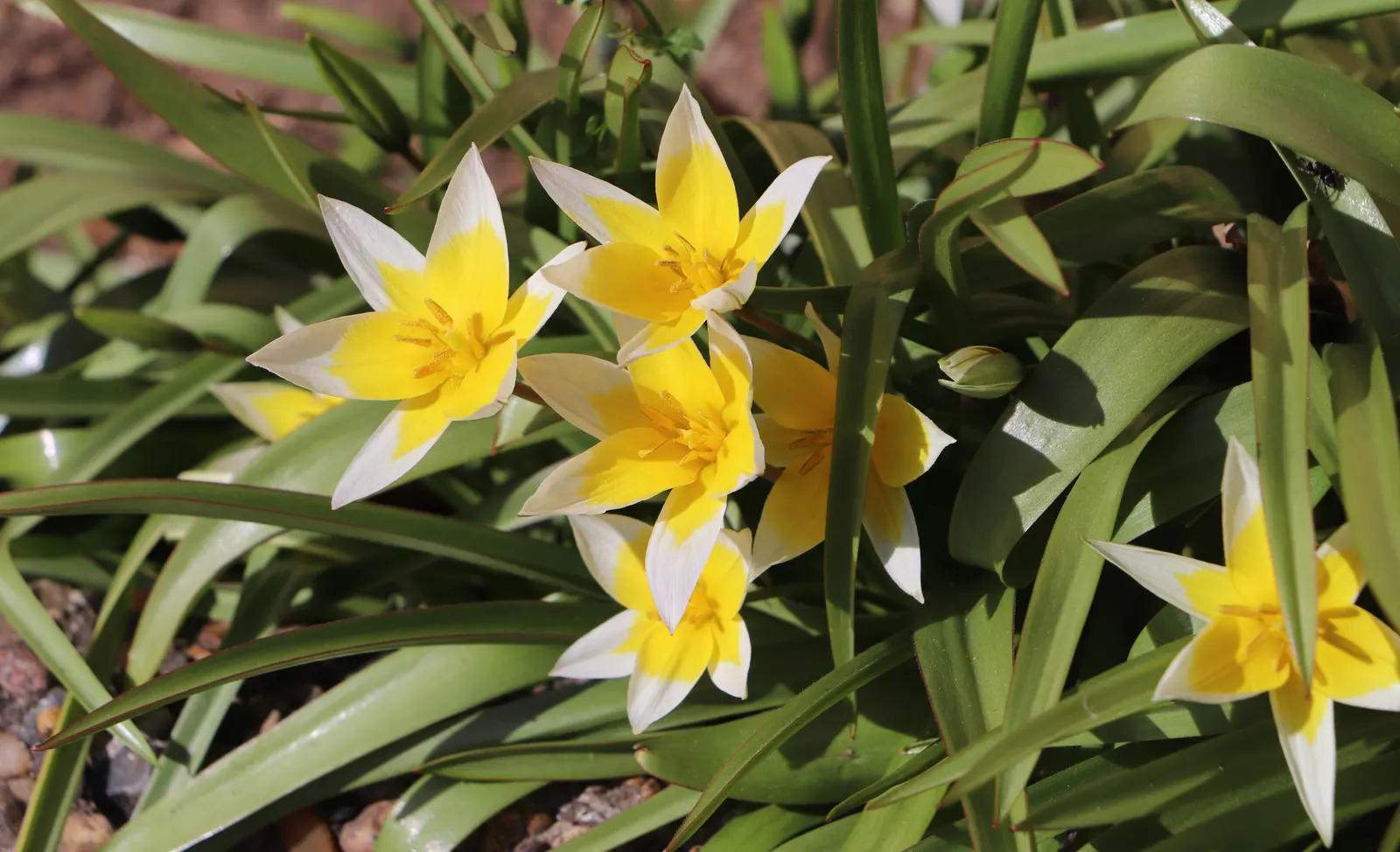 Botanical Tulip (Tulipa Turkestanica) — making it a low-maintenance option for busy gardeners, image 122