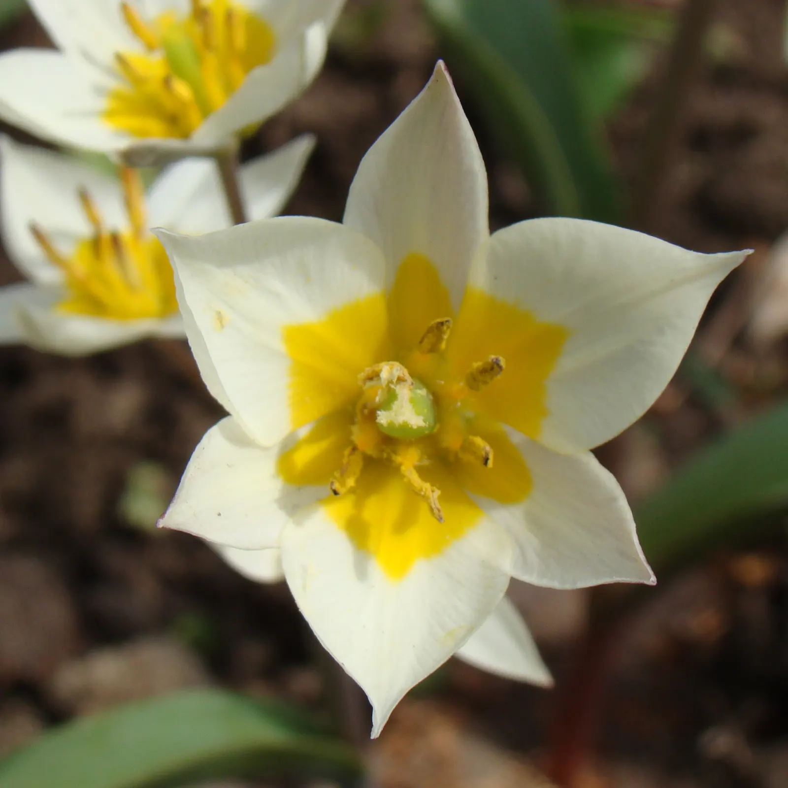 Botanical Tulip (Tulipa Turkestanica) — making it a low-maintenance option for busy gardeners, image 149