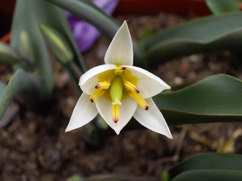 Botanical Tulip (Tulipa Turkestanica) — Ideal for rock gardens and front-of-border placement, offering a naturalized look
