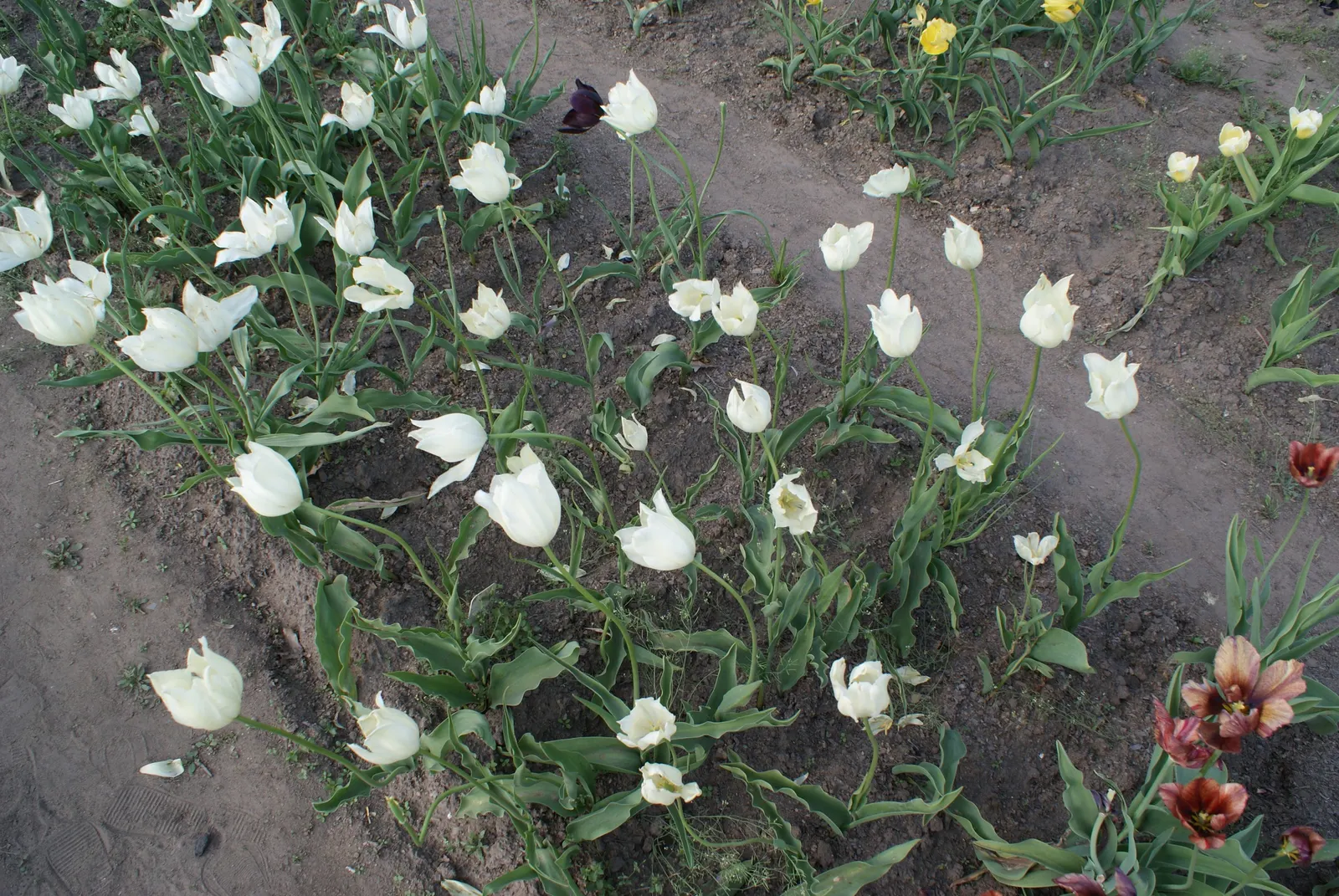 Botanical Tulip (Tulipa Turkestanica) — It\'s also an ideal choice for individuals seeking a natural; this charming species tulip is known for its, image 129