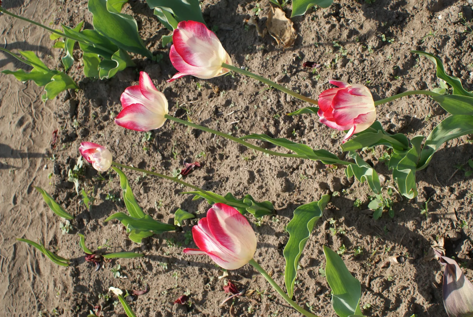 Botanical Tulip (Tulipa Turkestanica) — this diminutive tulip requires a well-drained soil medium that mimics its native rocky habitats; is a, image 67