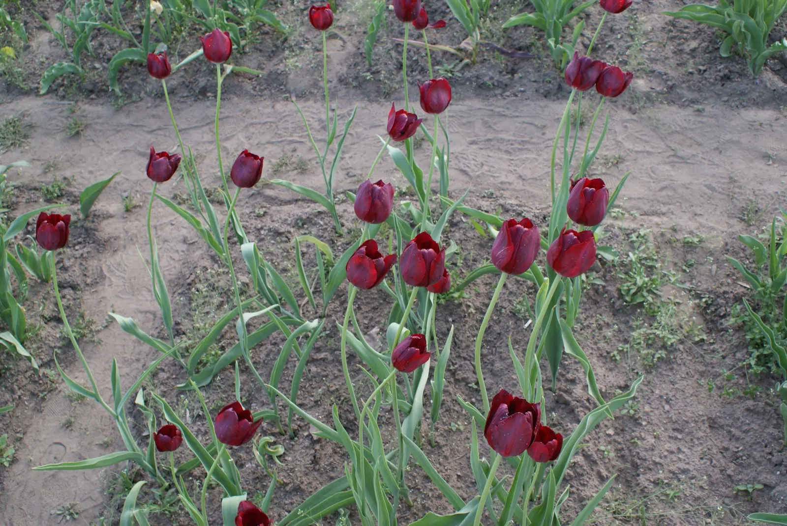 Botanical Tulip (Tulipa Turkestanica) — open wide under the sun\'s embrace