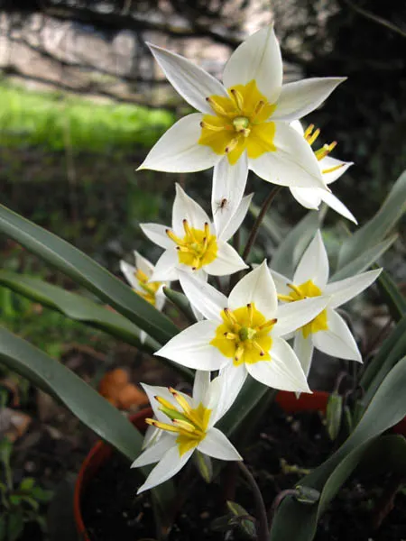 Botanical Tulip (Tulipa Turkestanica) — adorned with a yellow base; lending a touch of wild beauty to the cultivated garden landscape, image 125