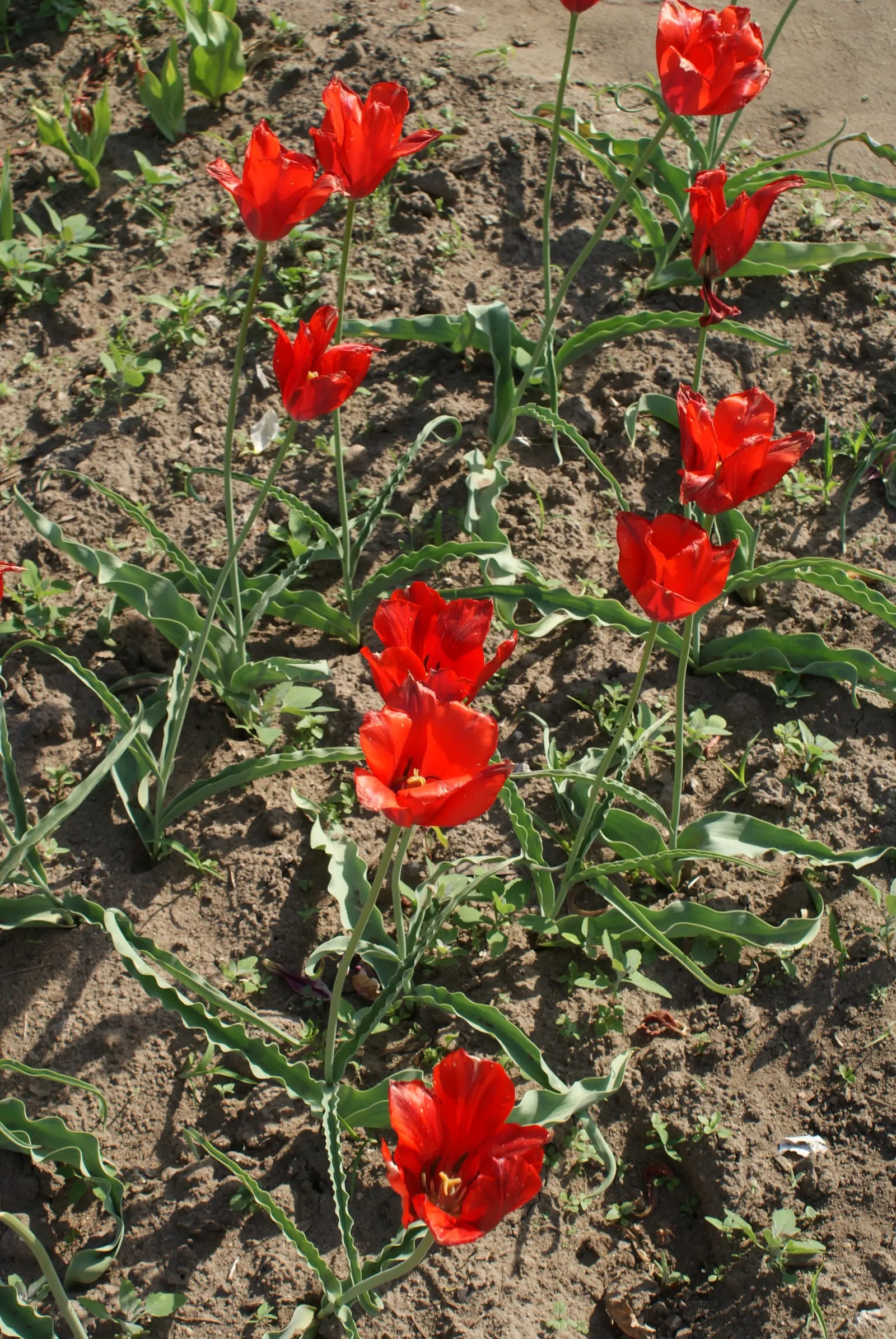 Botanical Tulip (Tulipa Turkestanica) — and is particularly suited to rock gardens; making it an excellent selection for areas where such pests are, image 173