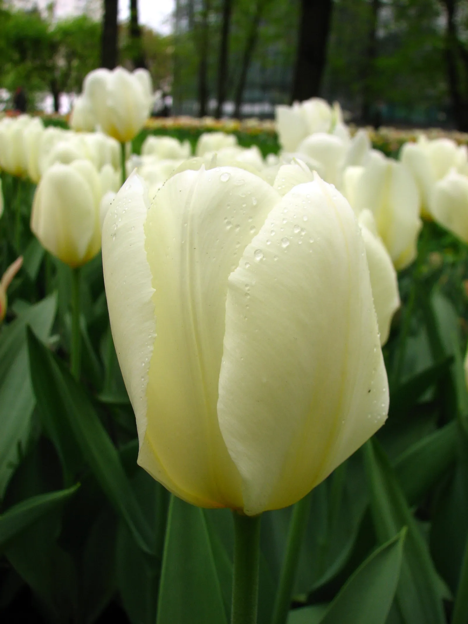 Botanical Tulip (Tulipa Turkestanica) — is a species native to Central Asia; the Botanical Tulip is relatively deer and rodent-resistant