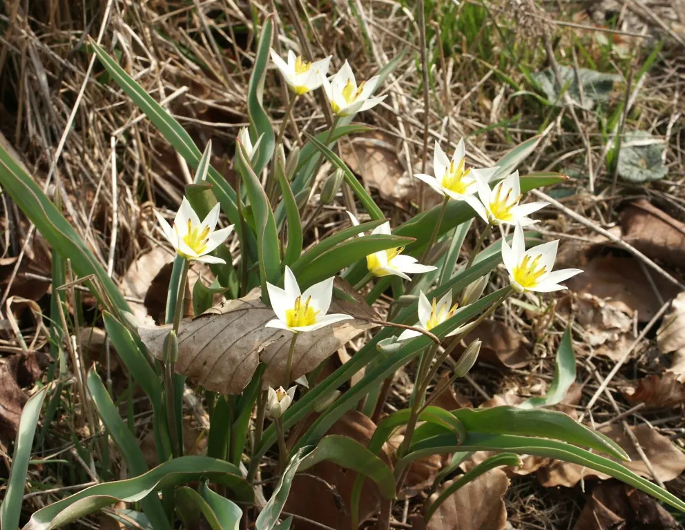 Botanical Tulip (Tulipa Turkestanica) — This diminutive species reaches a mere 4-10 inches in height; and is particularly suited to rock gardens, image 56