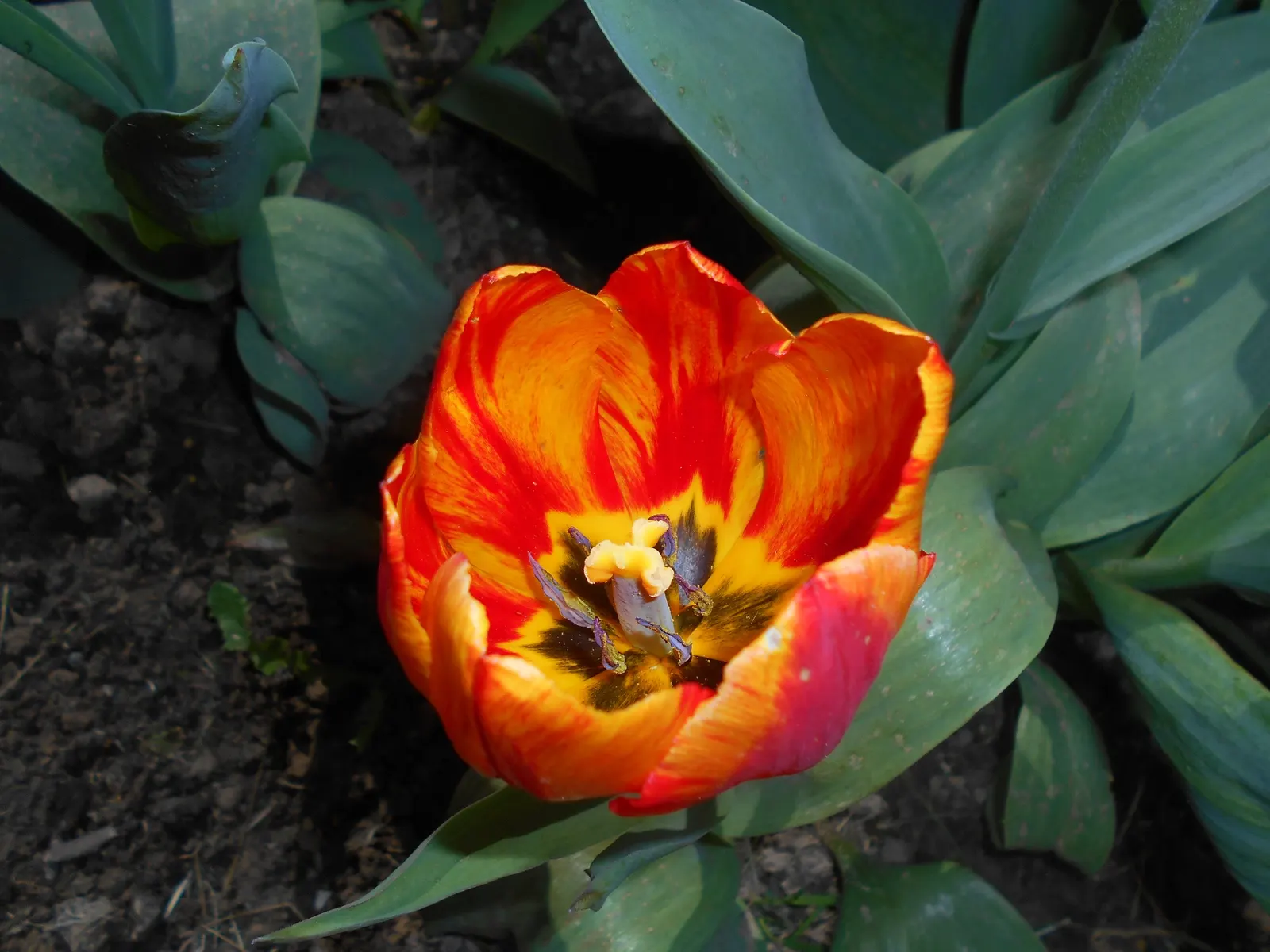 Botanical Tulip (Tulipa Turkestanica) — It boasts 1-12 star-shaped, cream to white flowers with a yellow center per stem; open wide under the, image 165