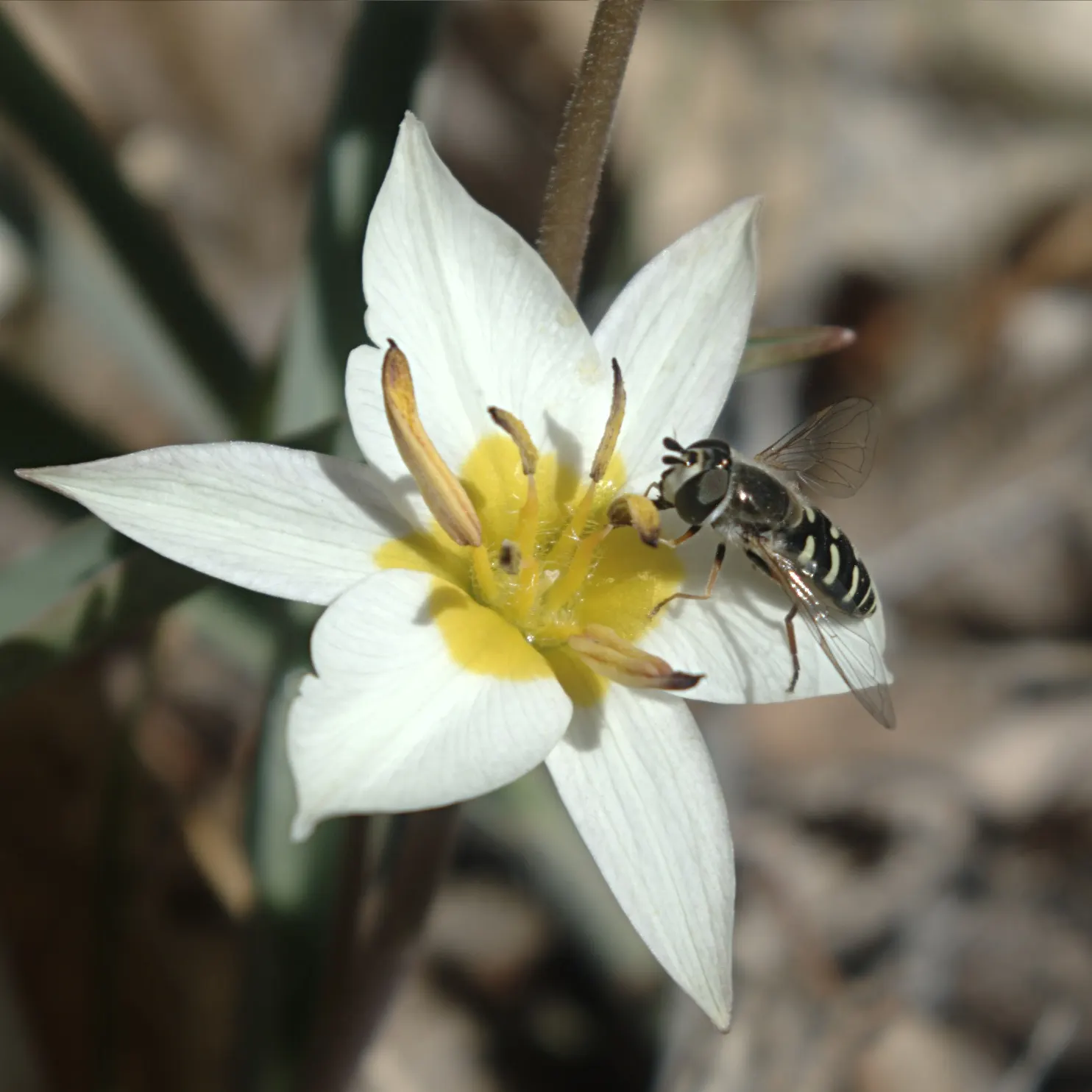 Botanical Tulip (Tulipa Turkestanica) — This charming species tulip is known for its understated elegance and resilience; a low-maintenance, drought-tolerant
