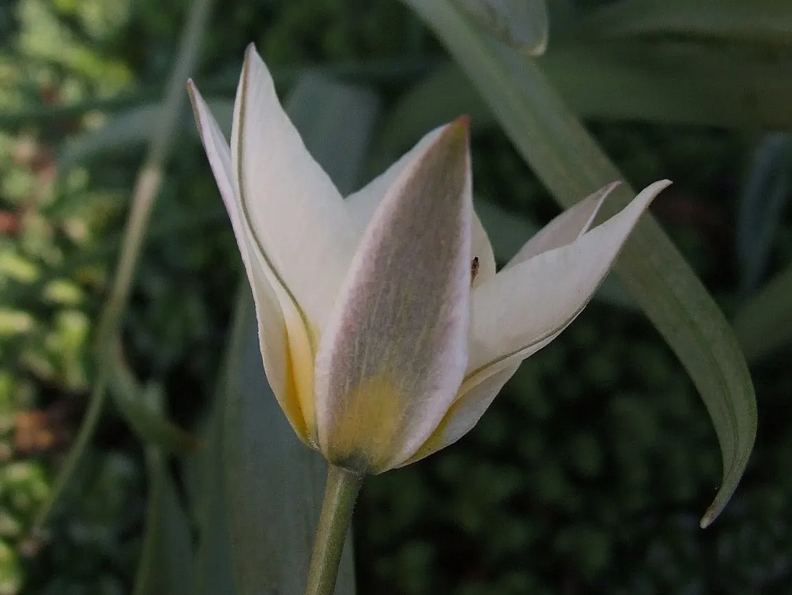 Botanical Tulip (Tulipa Turkestanica) — this diminutive tulip requires a well-drained soil medium that mimics its native rocky habitats; is a, image 94