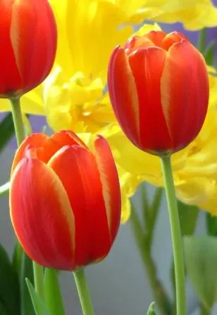 Botanical Tulip (Tulipa Turkestanica) — thriving in USDA hardiness zones 3-8