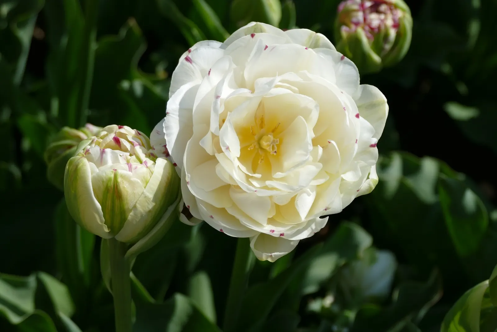Botanical Tulip (Tulipa Turkestanica) — as it tends to self-seed and multiply
