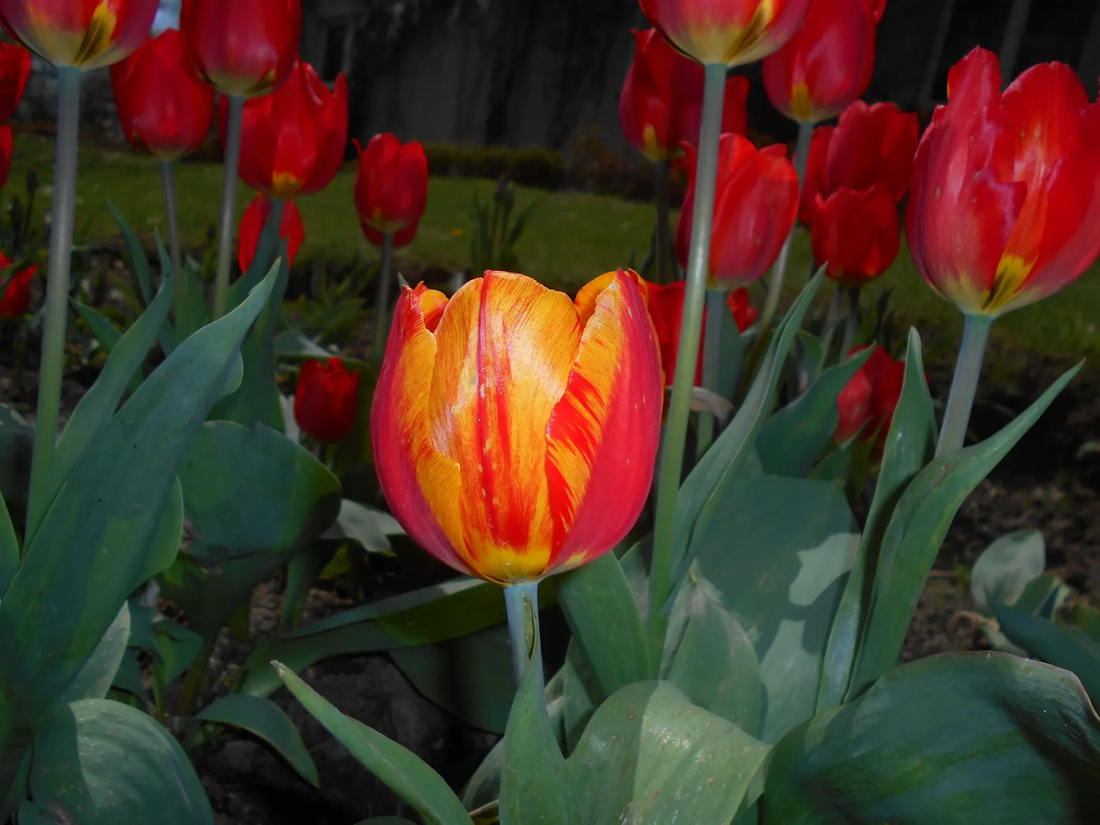 Botanical Tulip (Tulipa Turkestanica) — It boasts 1-12 star-shaped, cream to white flowers with a yellow center per stem