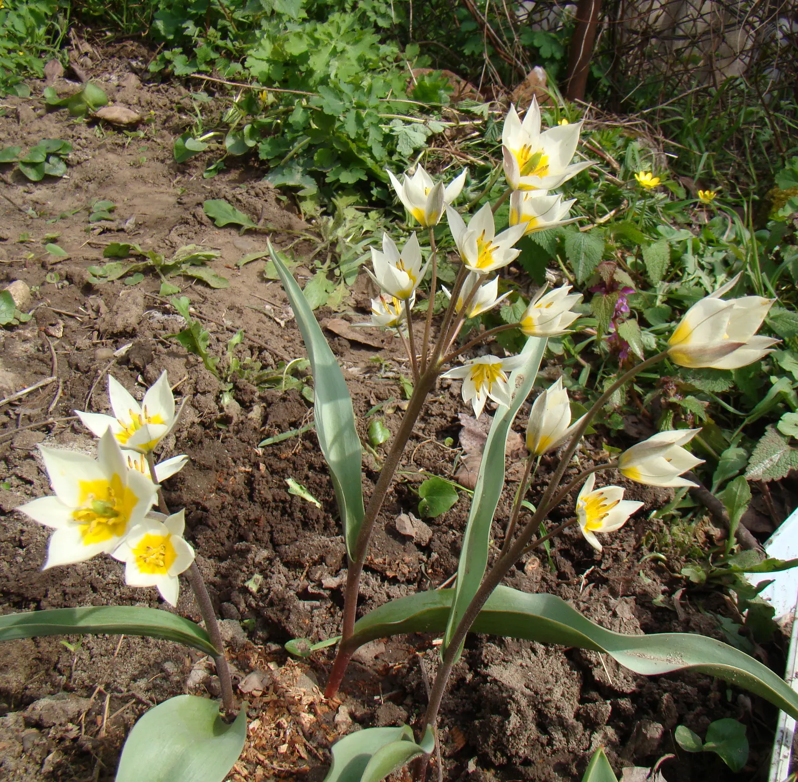 Botanical Tulip (Tulipa Turkestanica) — Thrives in full sun to partial shade, requiring well-drained soil; white and yellow flowers in the garden, image 112