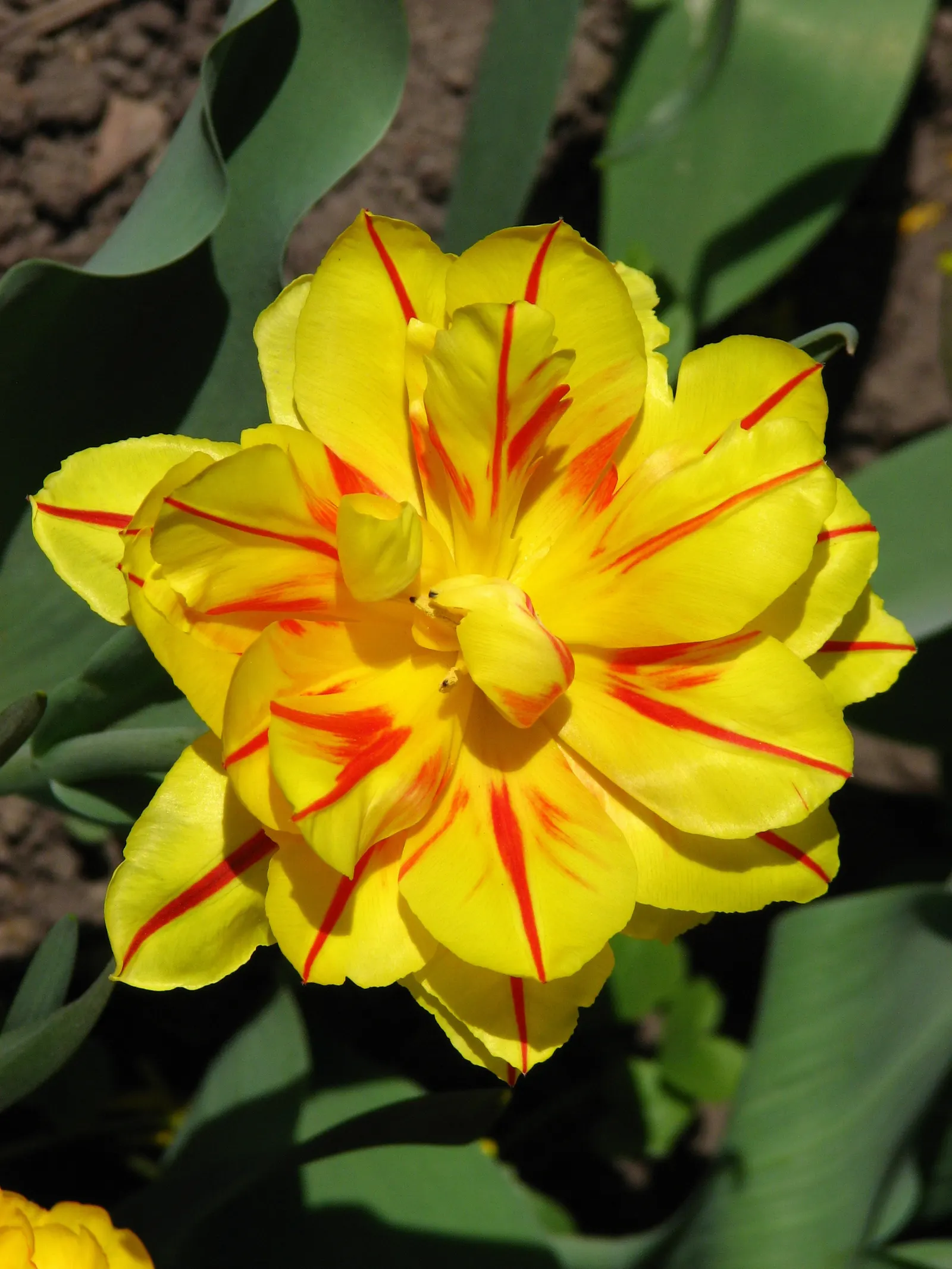 Botanical Tulip (Tulipa Turkestanica) — thriving in USDA hardiness zones 3-8; this diminutive tulip requires a well-drained soil medium that mimics, image 145