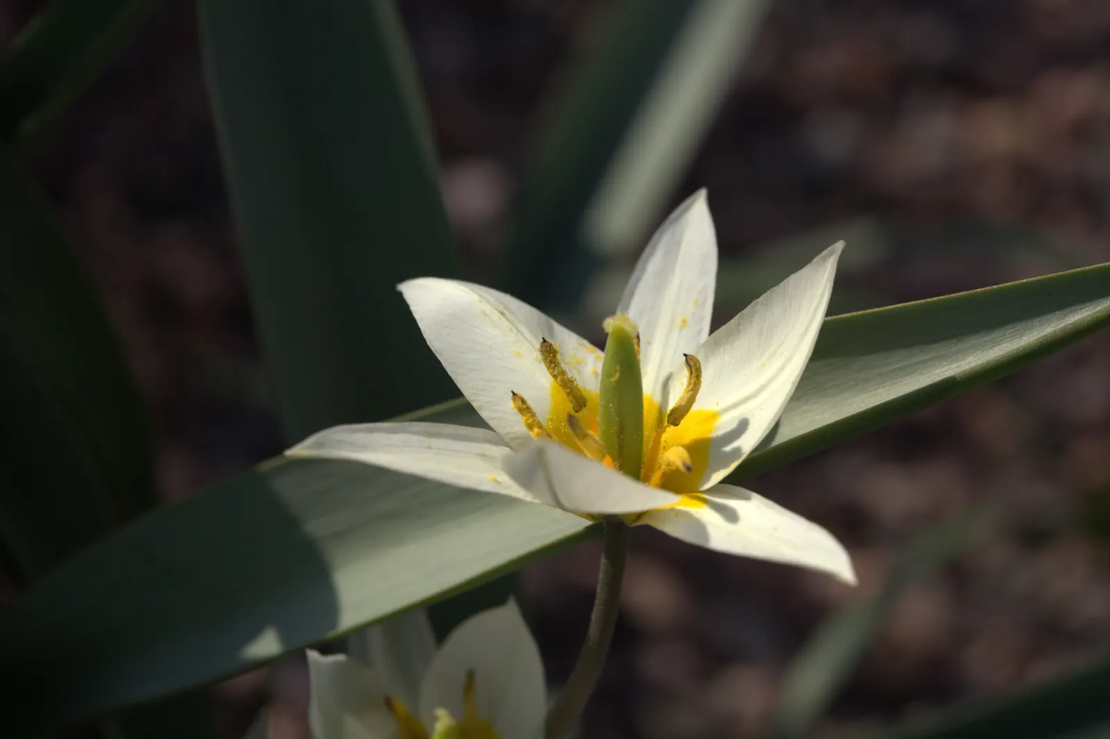 Botanical Tulip (Tulipa Turkestanica) — "Tulipa turkestanica" boasts multiple flowers per stem (up to 12); it\'s also an ideal choice for individuals seeking a