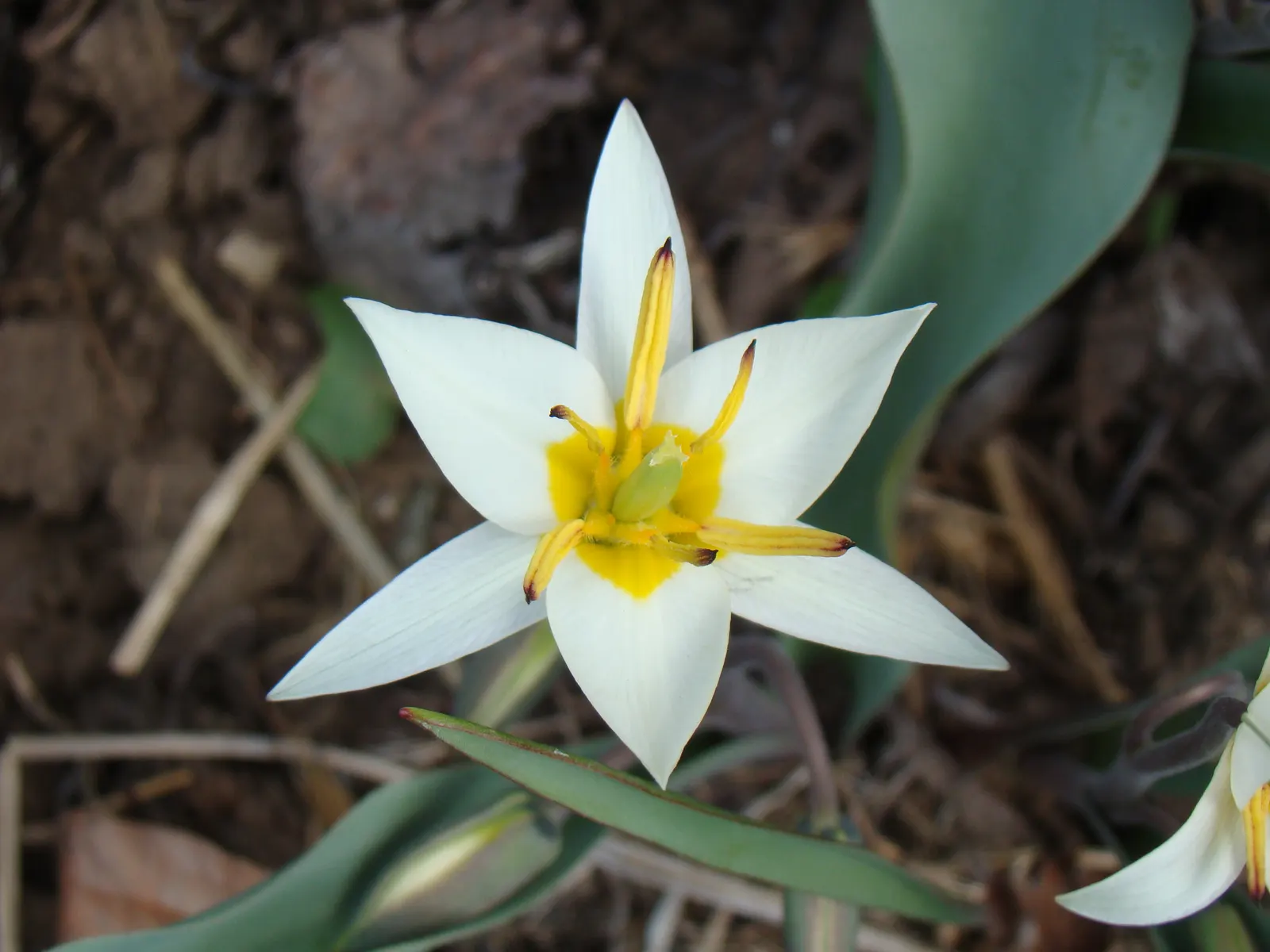 Botanical Tulip (Tulipa Turkestanica) — This charming species tulip is known for its understated elegance and resilience