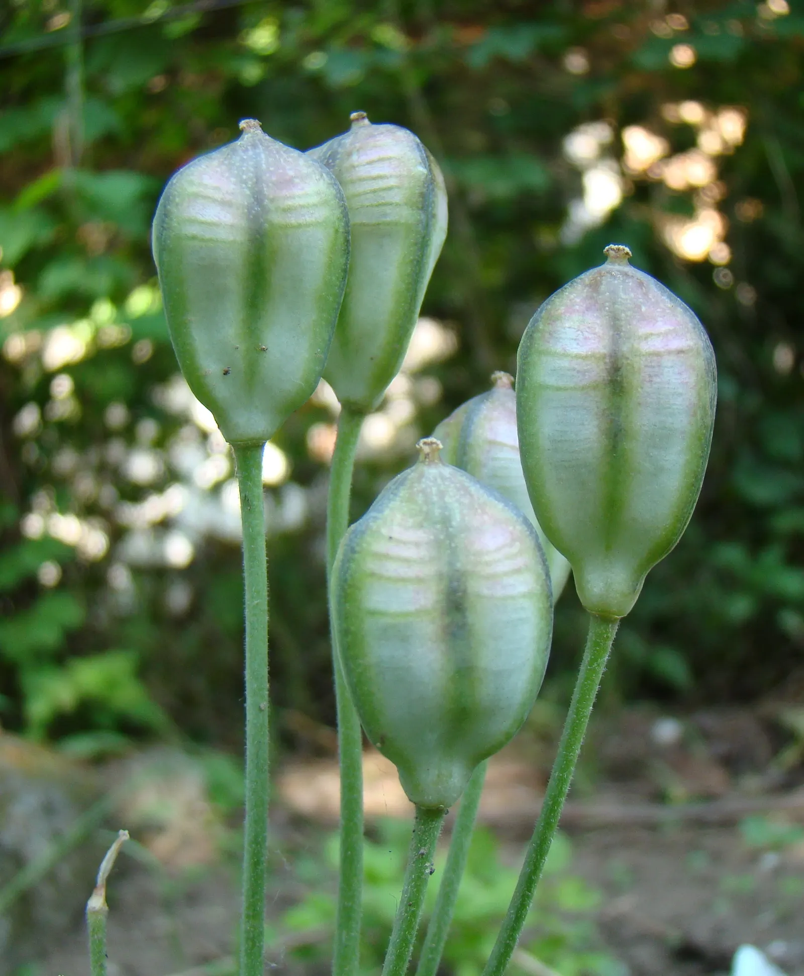 Botanical Tulip (Tulipa Turkestanica) — as it tends to self-seed and multiply, image 158