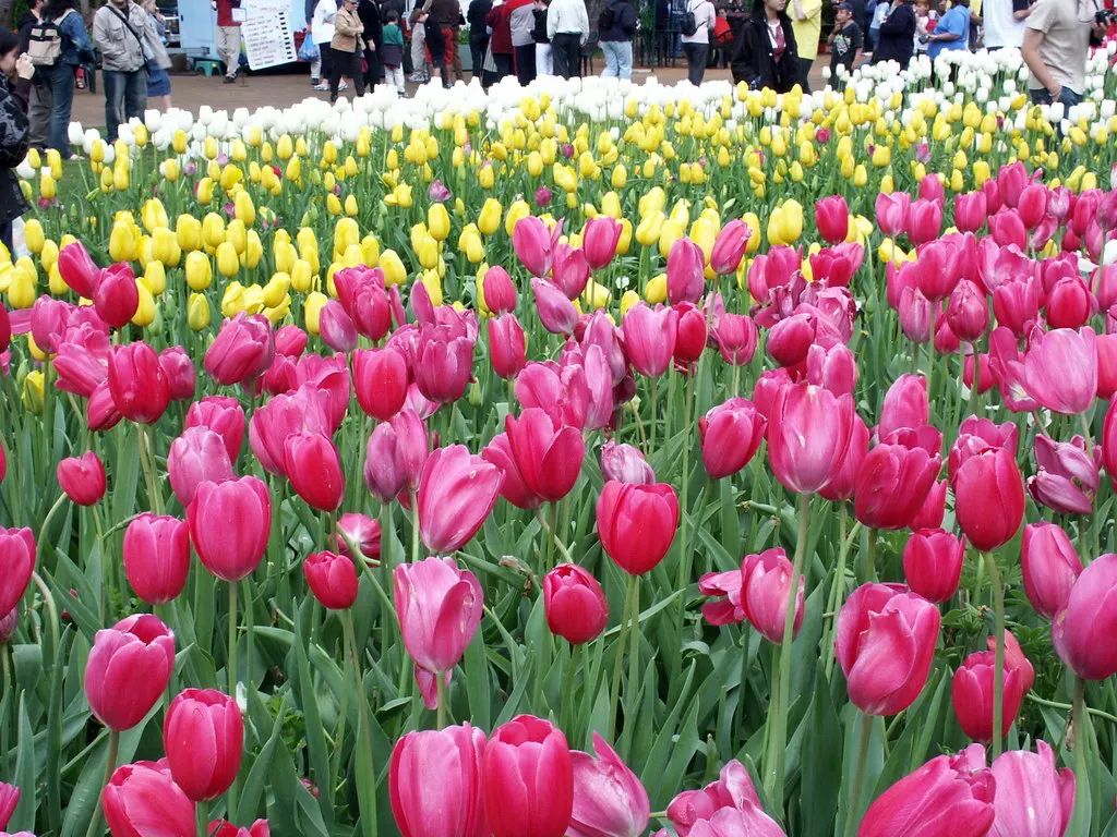 Botanical Tulip (Tulipa Turkestanica) — making it a low-maintenance option for busy gardeners, image 68