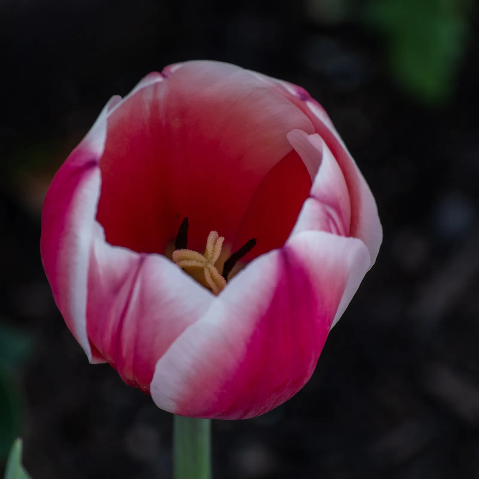 Botanical Tulip (Tulipa Turkestanica) — A low-maintenance, drought-tolerant early bloomer; and naturalized areas.<br><br>Growing to an approximate, image 60