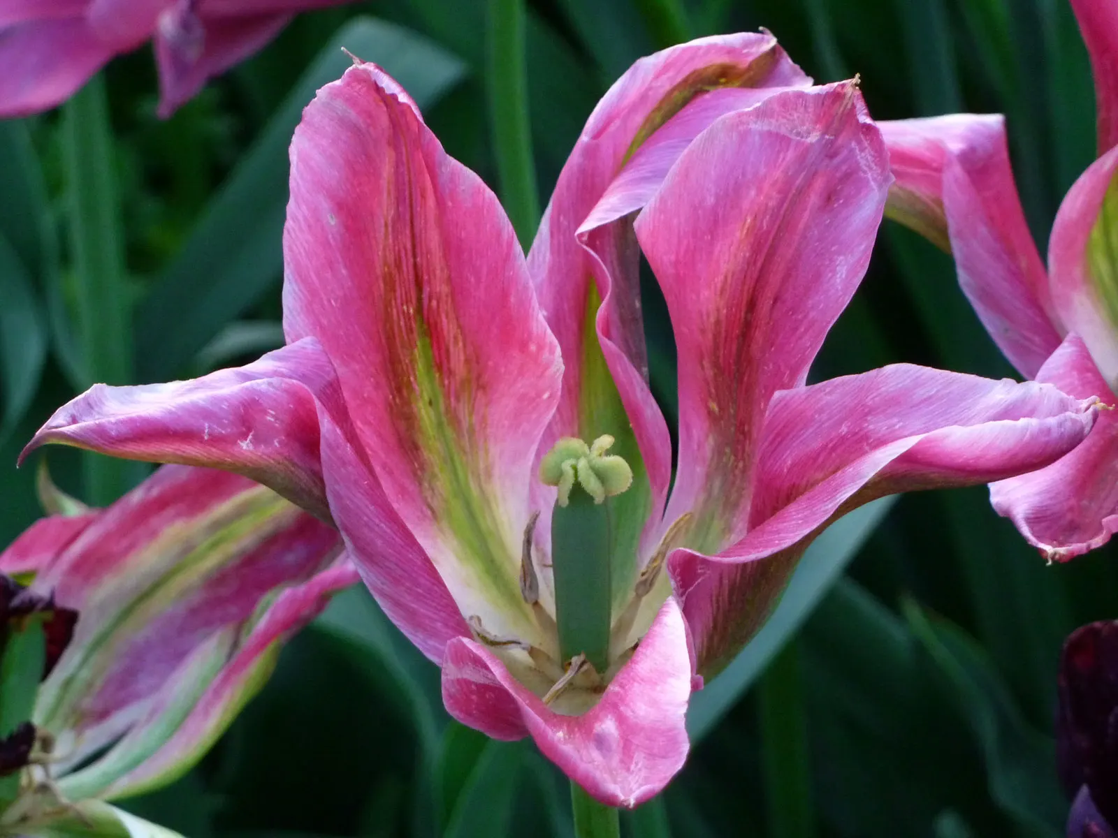 Botanical Tulip (Tulipa Turkestanica) — This charming species tulip is known for its understated elegance and resilience; a low-maintenance, image 144