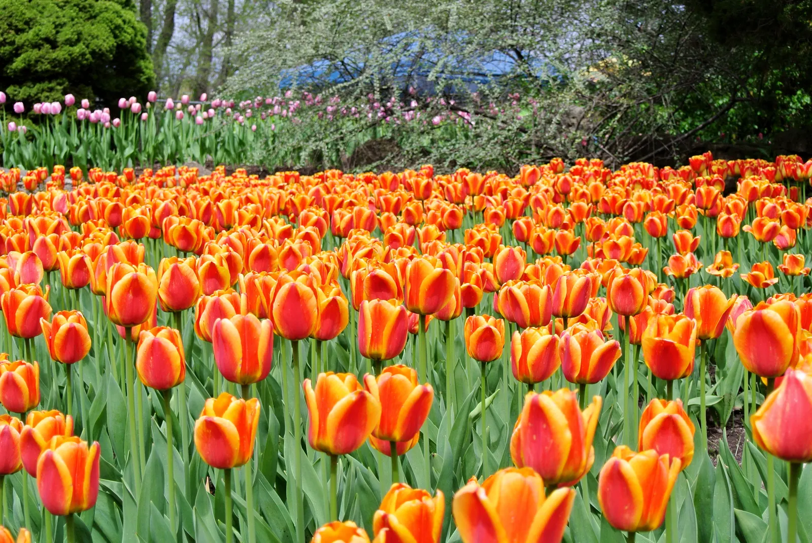 Botanical Tulip (Tulipa Turkestanica) — bulb for full or half; bringing a profusion of delicate blooms year after year, image 135