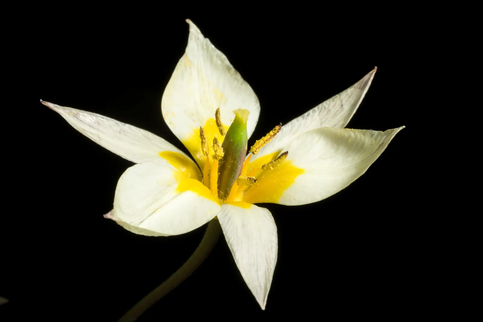 Botanical Tulip (Tulipa Turkestanica) — "Tulipa turkestanica" boasts multiple flowers per stem (up to 12); it\'s also an ideal choice for, image 150