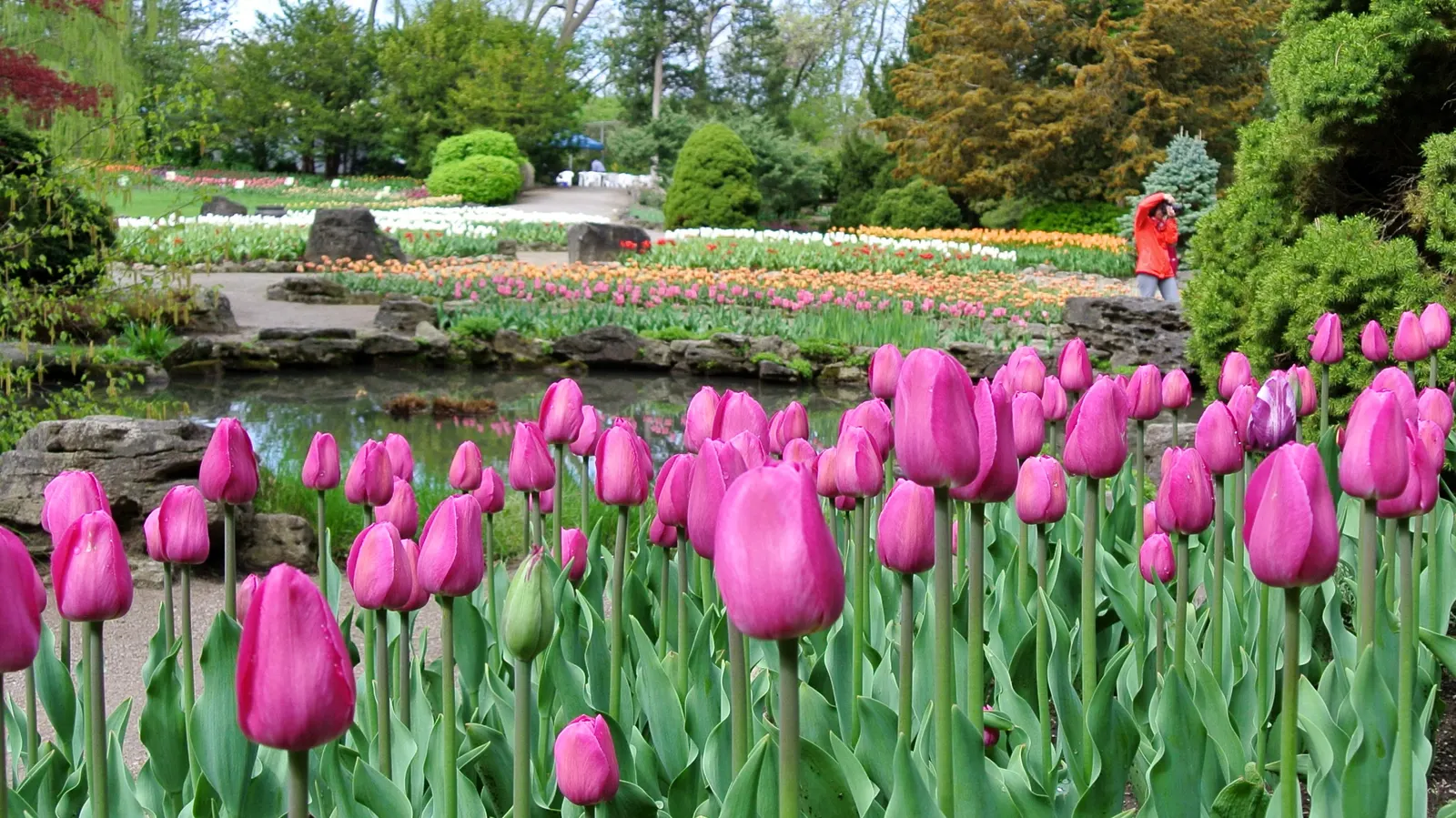 Botanical Tulip (Tulipa Turkestanica) — open wide under the sun\'s embrace; "Tulipa turkestanica" boasts multiple flowers per stem (up to 12), image 153