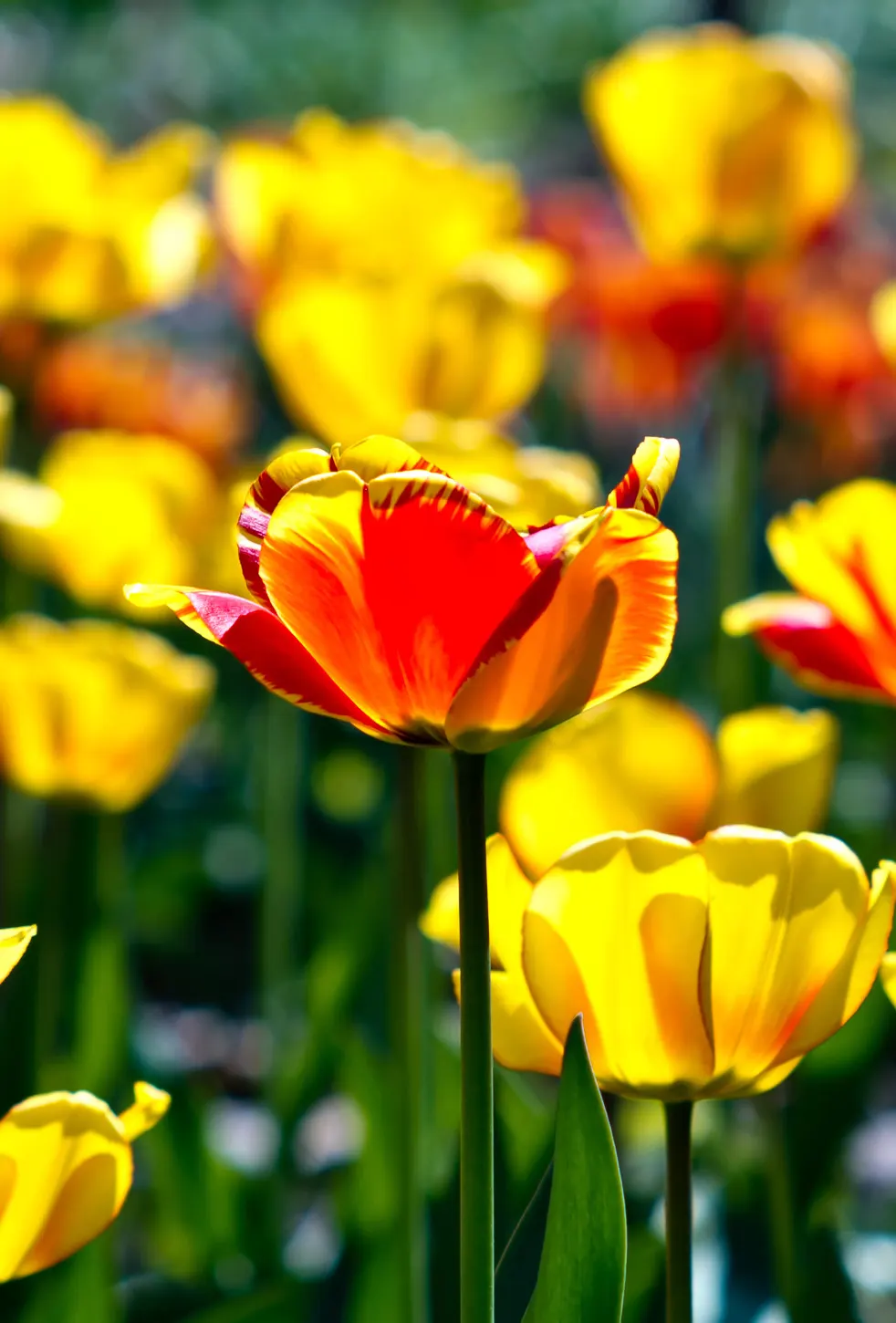 Botanical Tulip (Tulipa Turkestanica) — lending a touch of wild beauty to the cultivated garden landscape