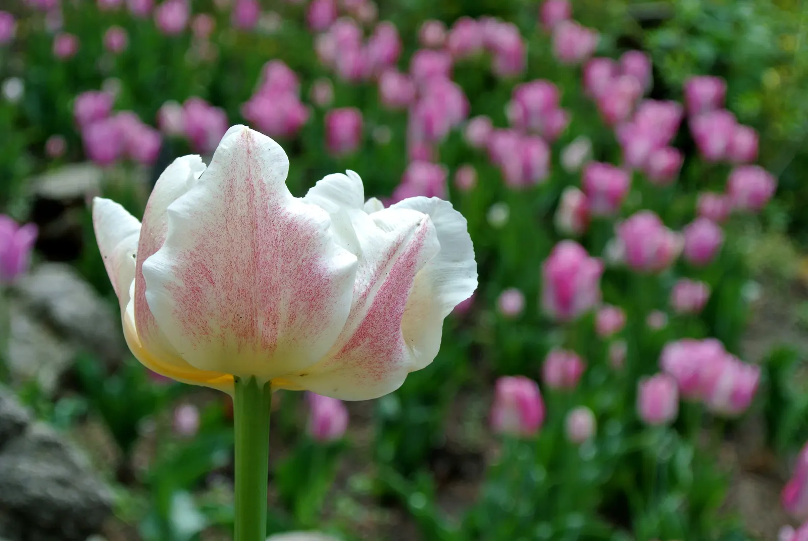 Botanical Tulip (Tulipa Turkestanica) — A low-maintenance, drought-tolerant early bloomer; and naturalized areas.<br><br>Growing to an approximate, image 114