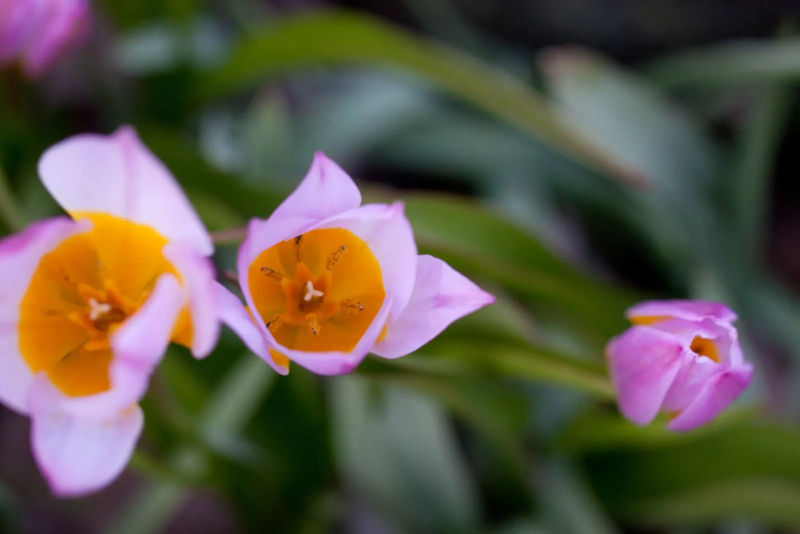 Botanical Tulip (Tulipa Turkestanica) — Ideal for rock gardens and front-of-border placement, offering a naturalized look, image 113