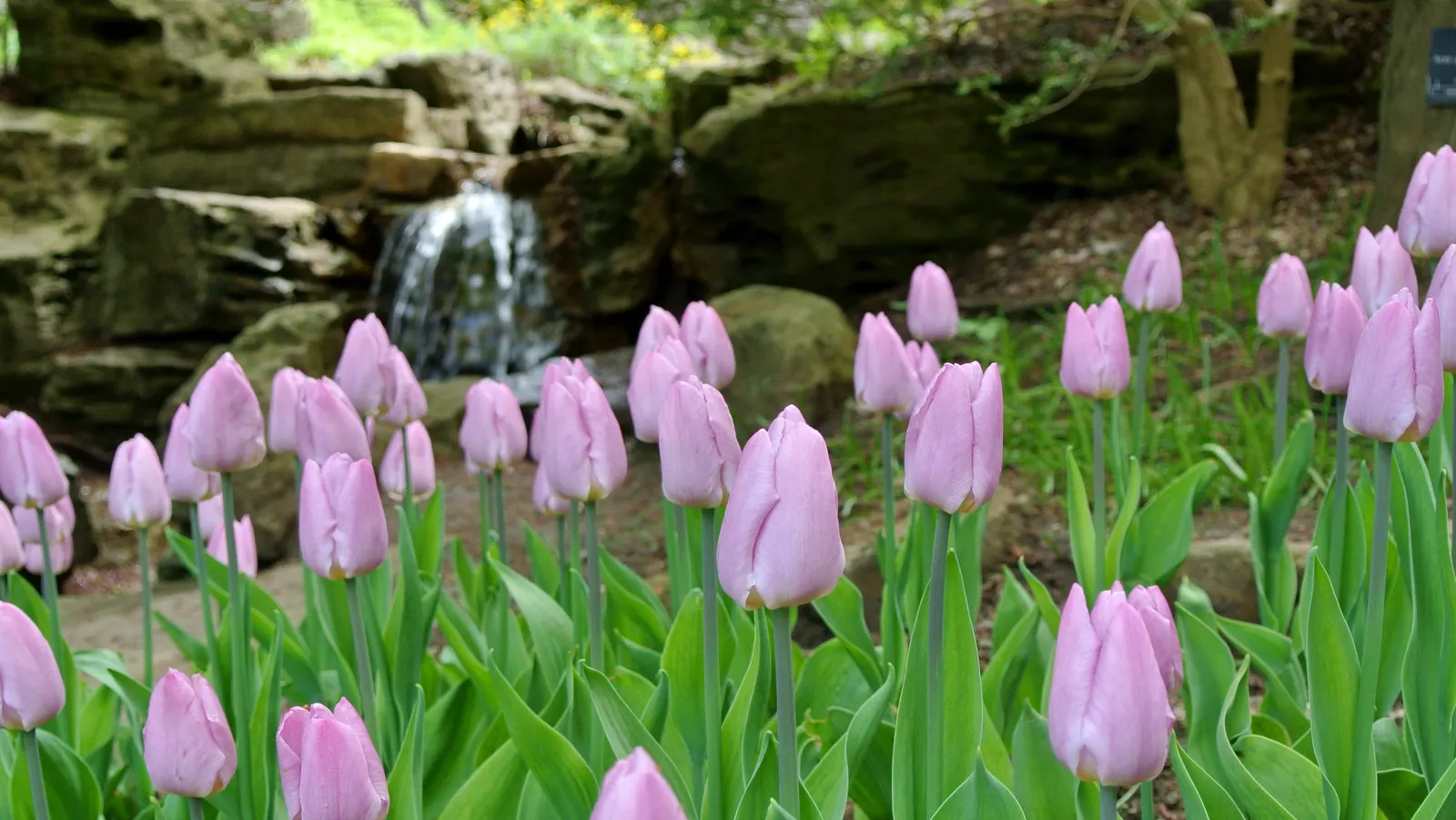 Botanical Tulip (Tulipa Turkestanica) — almost untamed look within their cultivated space