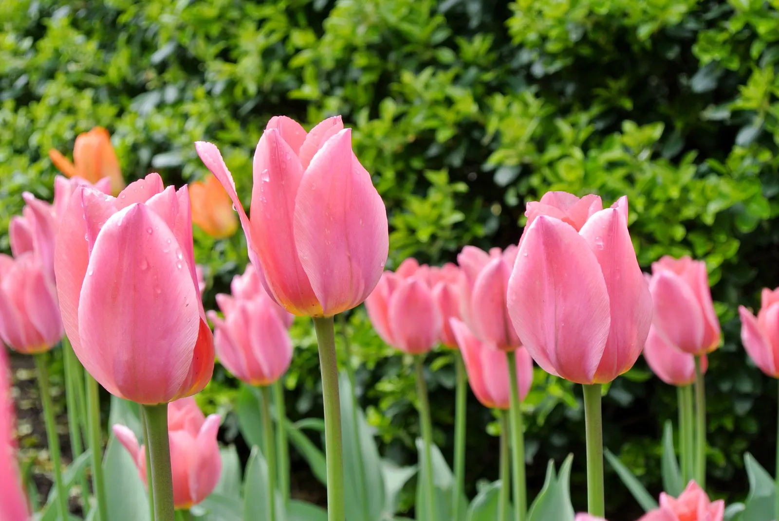 Botanical Tulip (Tulipa Turkestanica) — bringing a profusion of delicate blooms year after year; it boasts 1-12 star-shaped, cream to white flowers with a