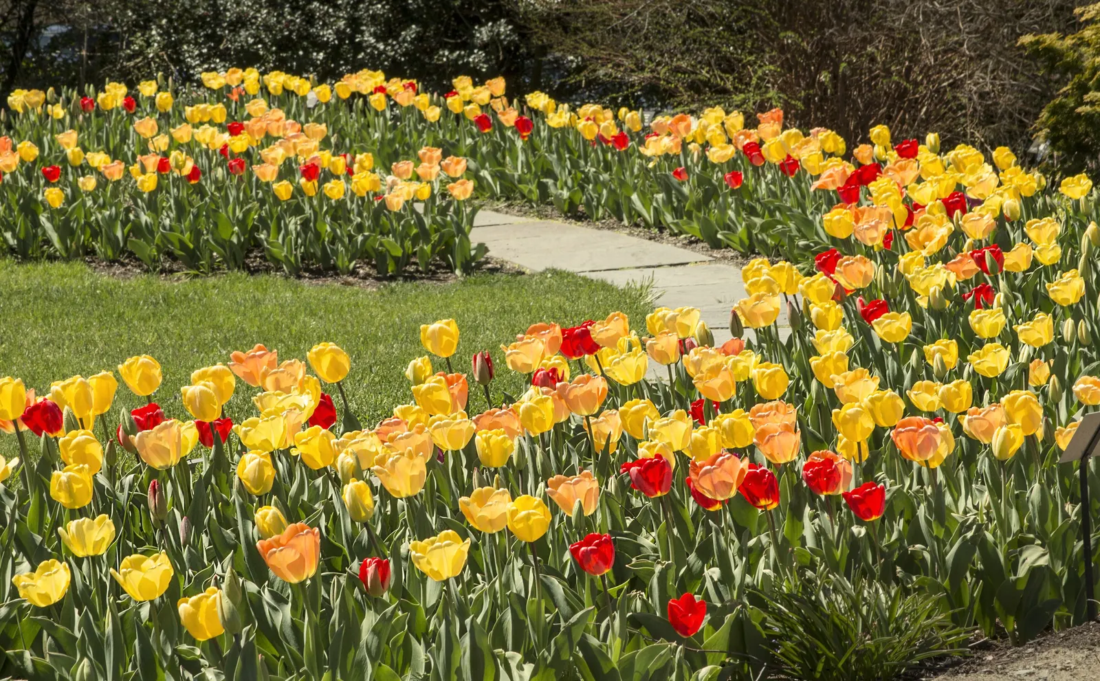 Botanical Tulip (Tulipa Turkestanica) — adorned with a yellow base; lending a touch of wild beauty to the cultivated garden landscape, image 71