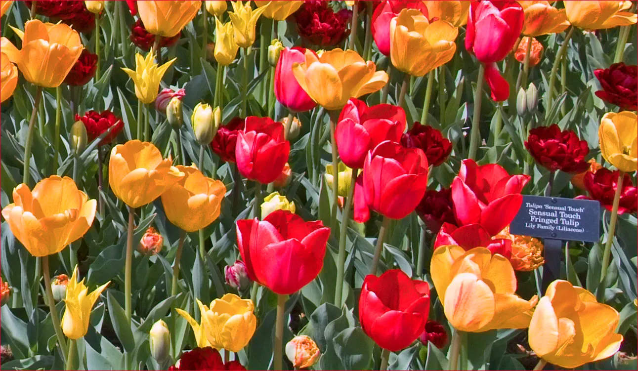 Botanical Tulip (Tulipa Turkestanica) — almost untamed look within their cultivated space; each flower measuring about 1.5-2 inches in diameter