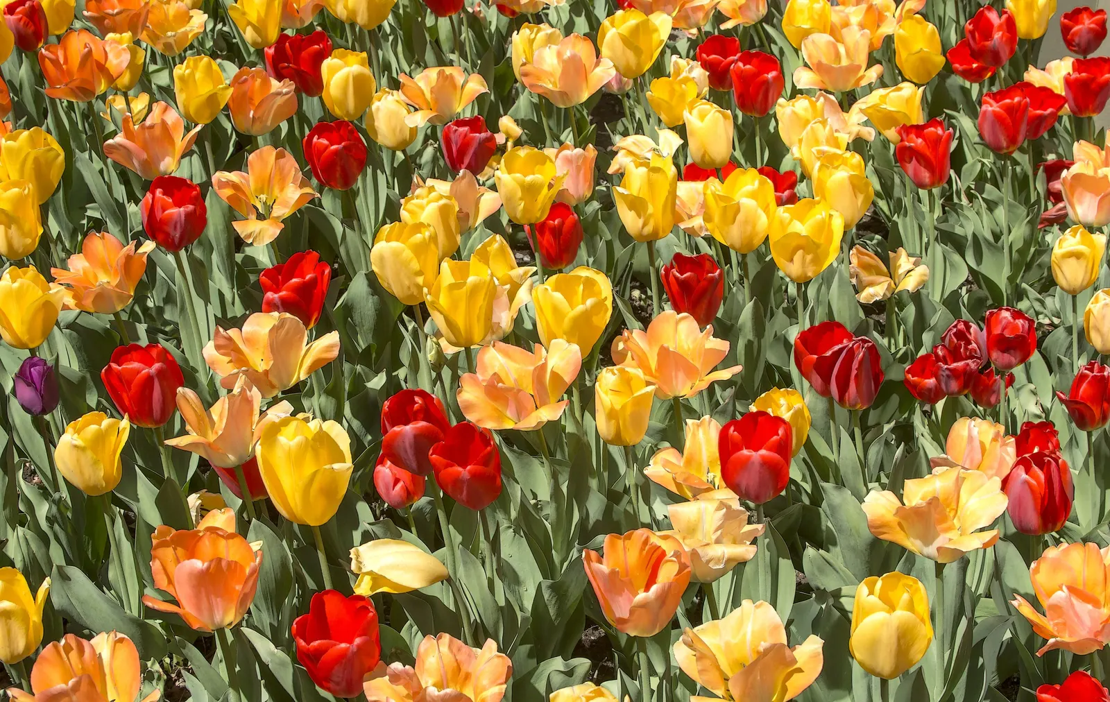 Botanical Tulip (Tulipa Turkestanica) — is a species native to Central Asia; the Botanical Tulip is relatively deer and rodent-resistant, image 142