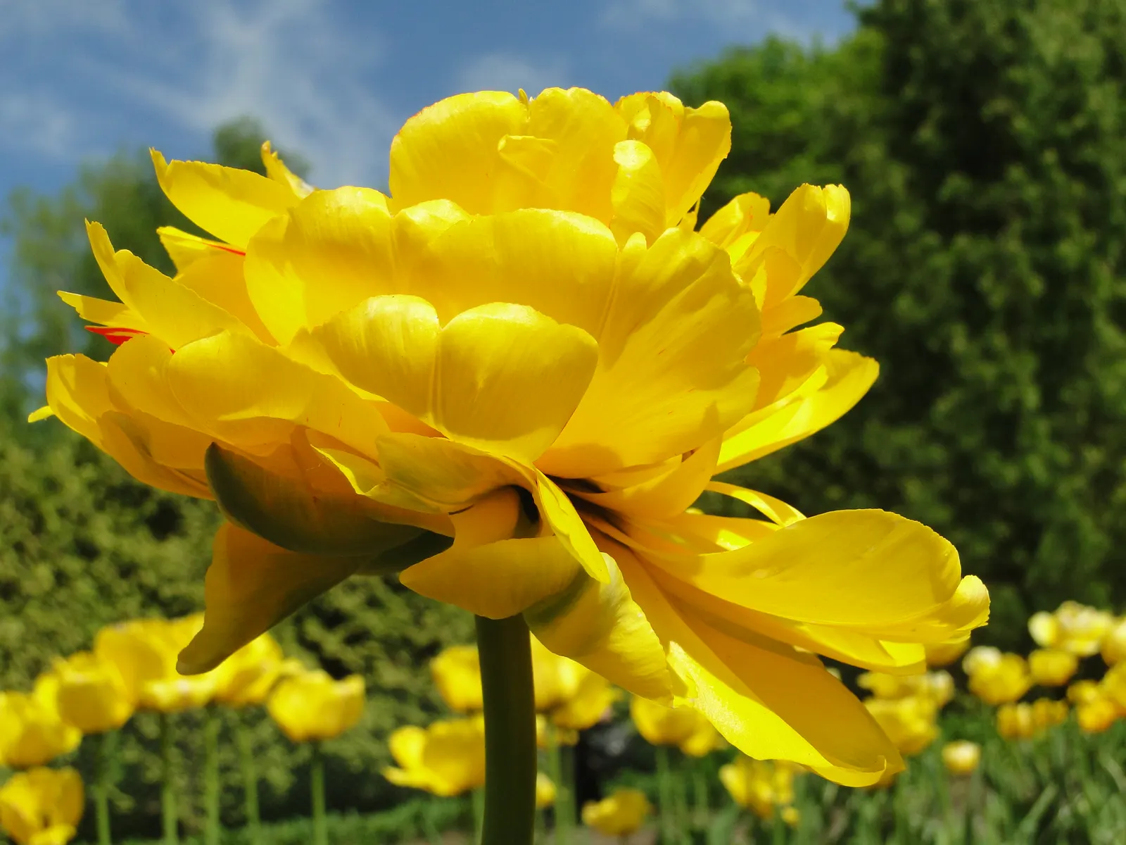 Botanical Tulip (Tulipa Turkestanica) — It boasts 1-12 star-shaped, cream to white flowers with a yellow center per stem; open wide under the, image 84